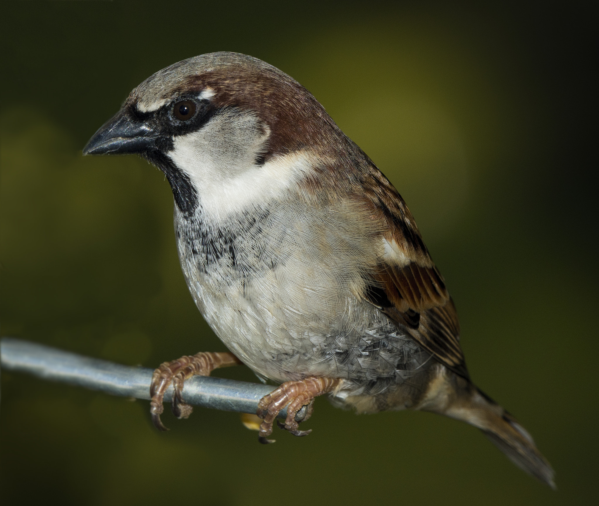 Nikon AF-S Nikkor 200-500mm F5.6E ED VR sample photo. House sparrow photography