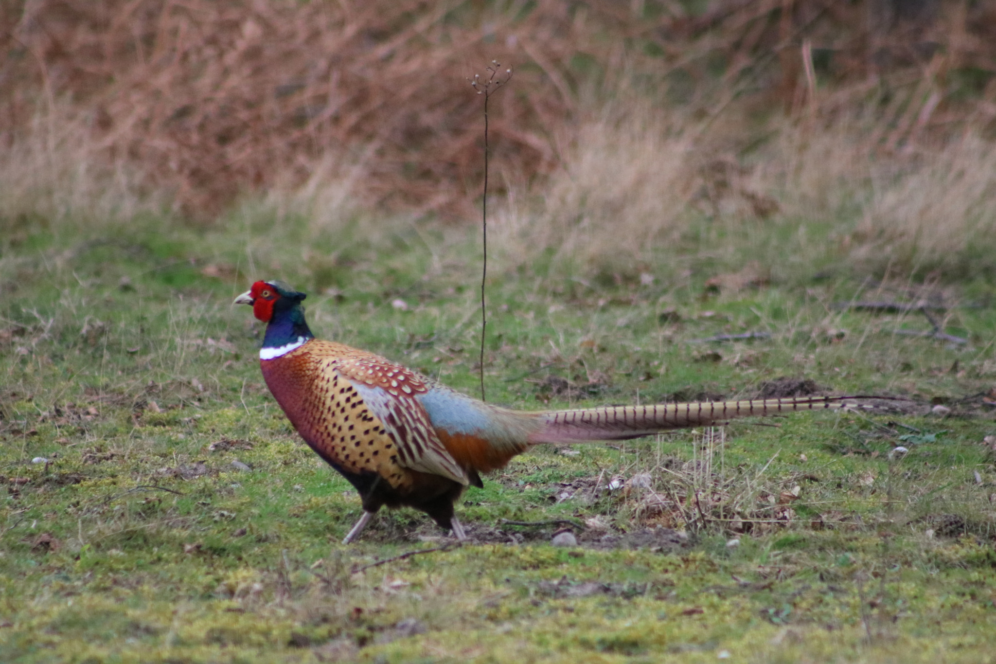 Canon EOS 760D (EOS Rebel T6s / EOS 8000D) + EF75-300mm f/4-5.6 sample photo. Pheasant 2 photography