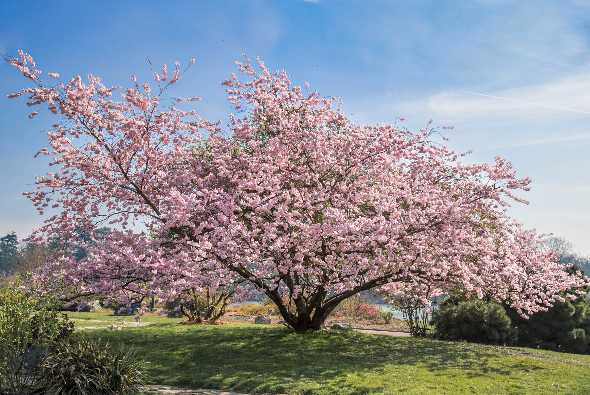 Canon EOS 760D (EOS Rebel T6s / EOS 8000D) + Canon EF-S 15-85mm F3.5-5.6 IS USM sample photo. The joys of spring photography