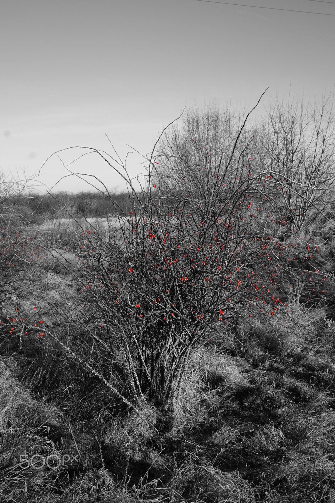 Sony Alpha a5000 (ILCE 5000) + Sony E 18-50mm F4-5.6 sample photo. Black-white-red photography