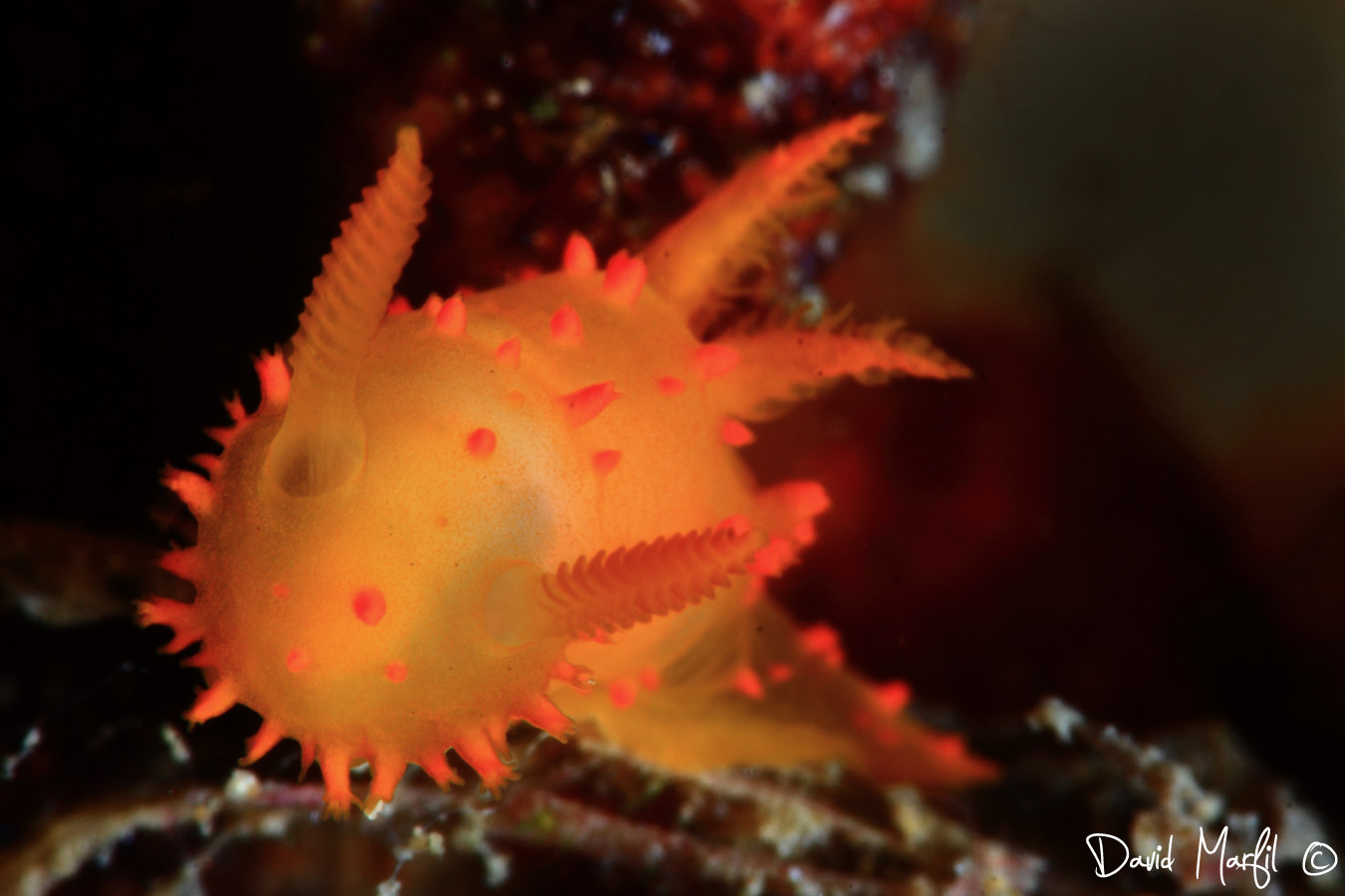 Canon EF 100mm F2.8 Macro USM sample photo. Crimora papillata photography