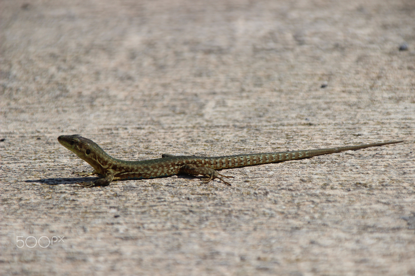 Canon EOS 600D (Rebel EOS T3i / EOS Kiss X5) + Canon TS-E 90mm F2.8 Tilt-Shift sample photo. Lizard photography