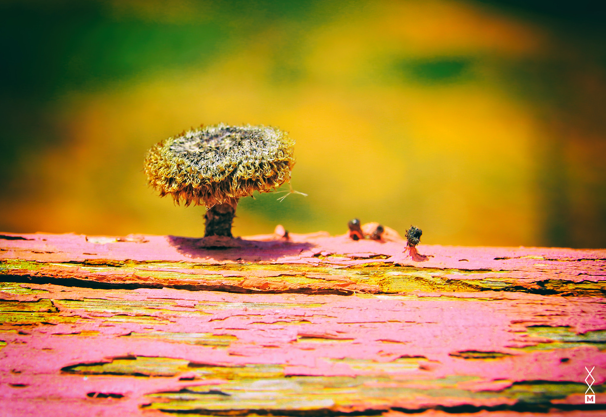 Sigma 18-250mm F3.5-6.3 DC OS HSM sample photo. Psych fungi photography