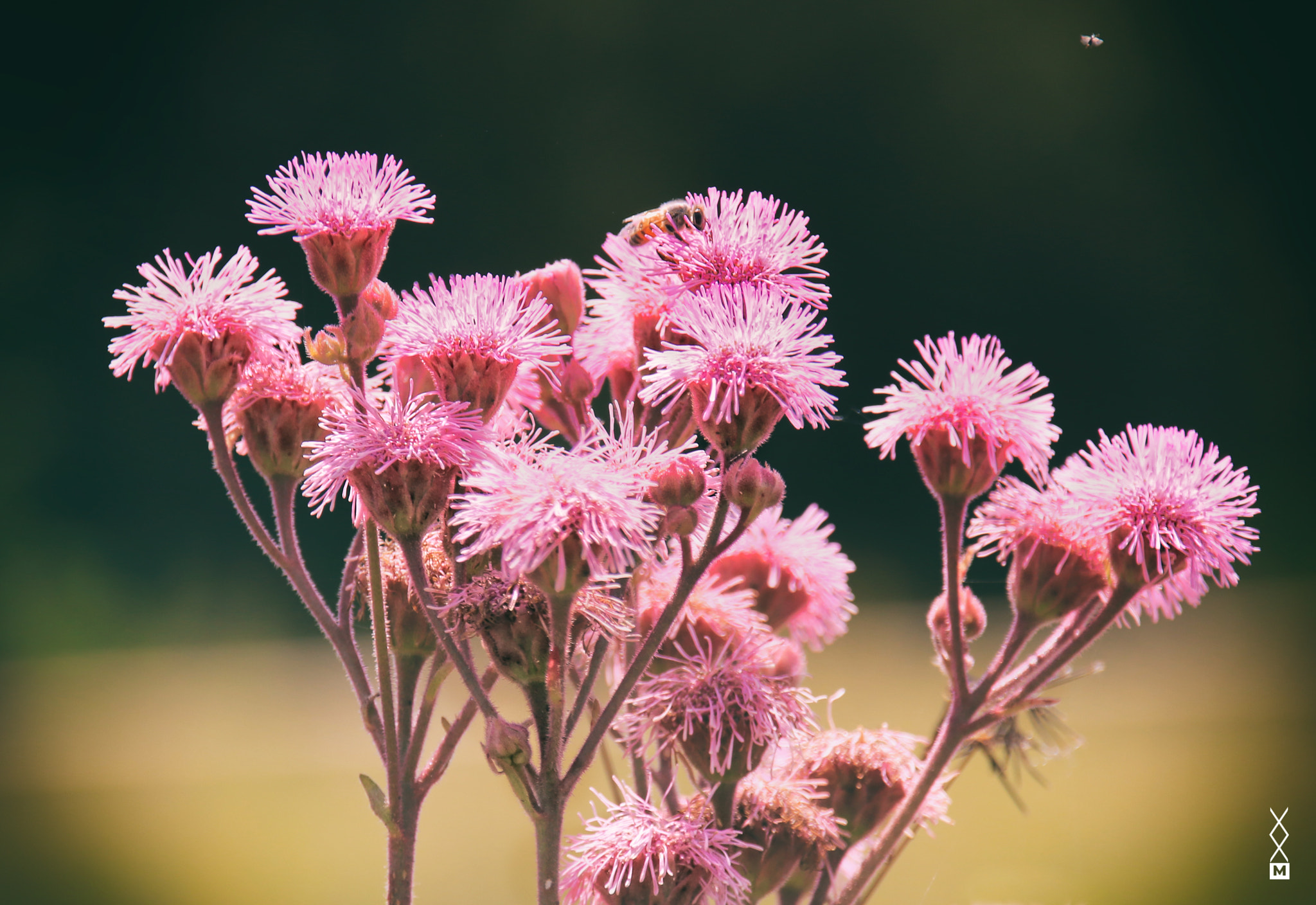 Sigma 18-250mm F3.5-6.3 DC OS HSM sample photo. Pink puffs photography
