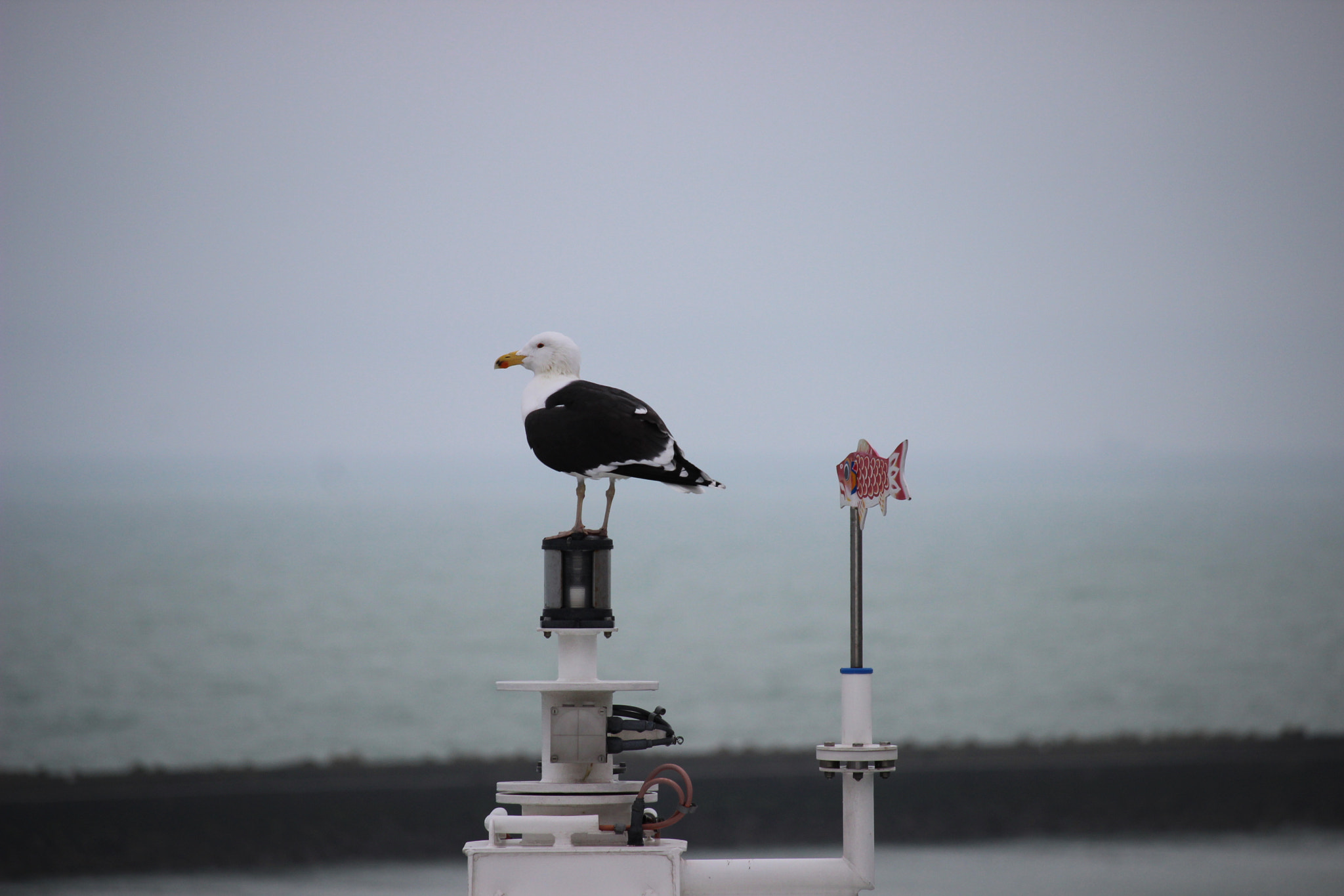 Canon EF-S 55-250mm F4-5.6 IS STM sample photo. The gull photography