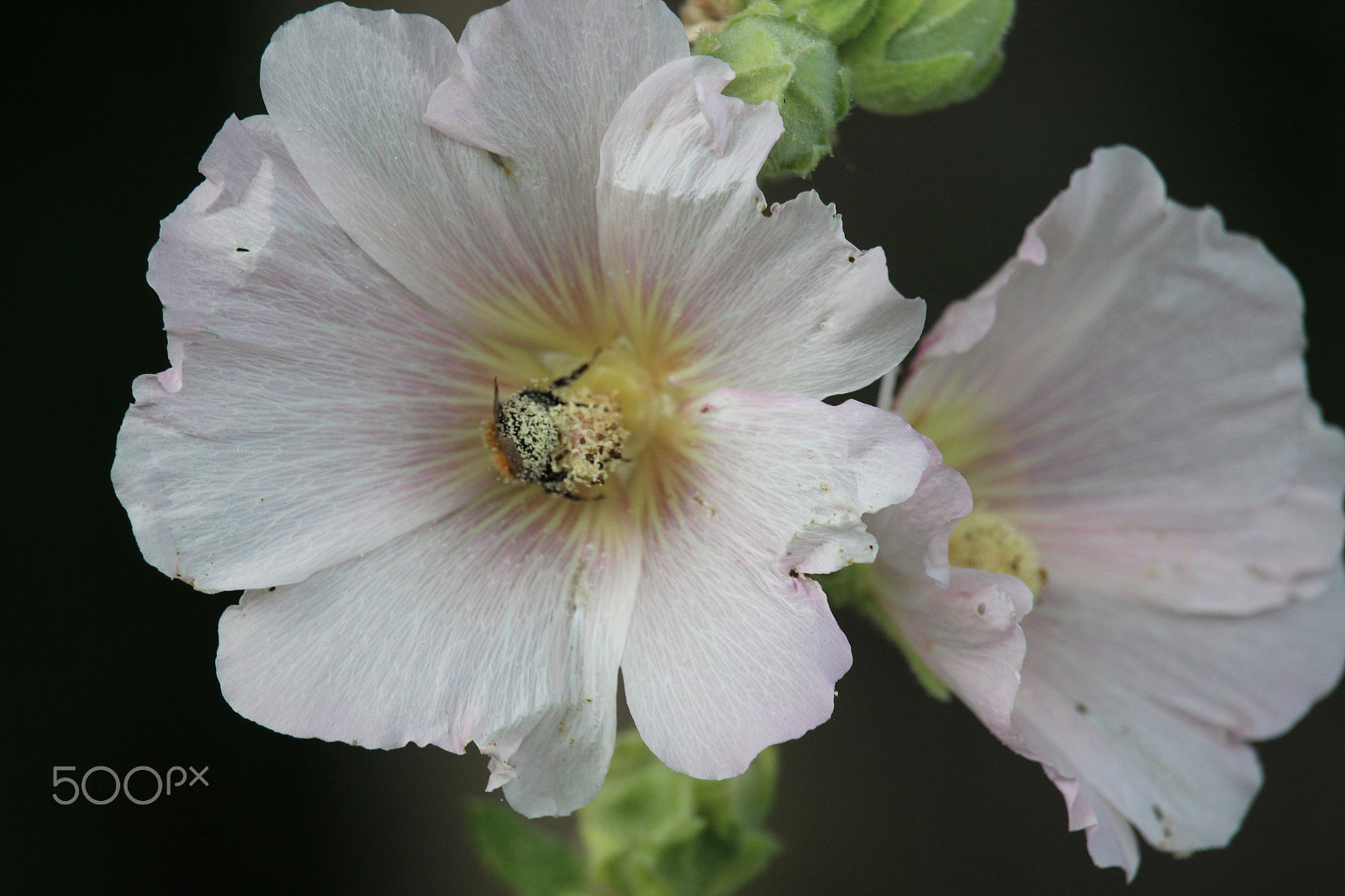 Canon EF-S 55-250mm F4-5.6 IS STM sample photo. The bee photography
