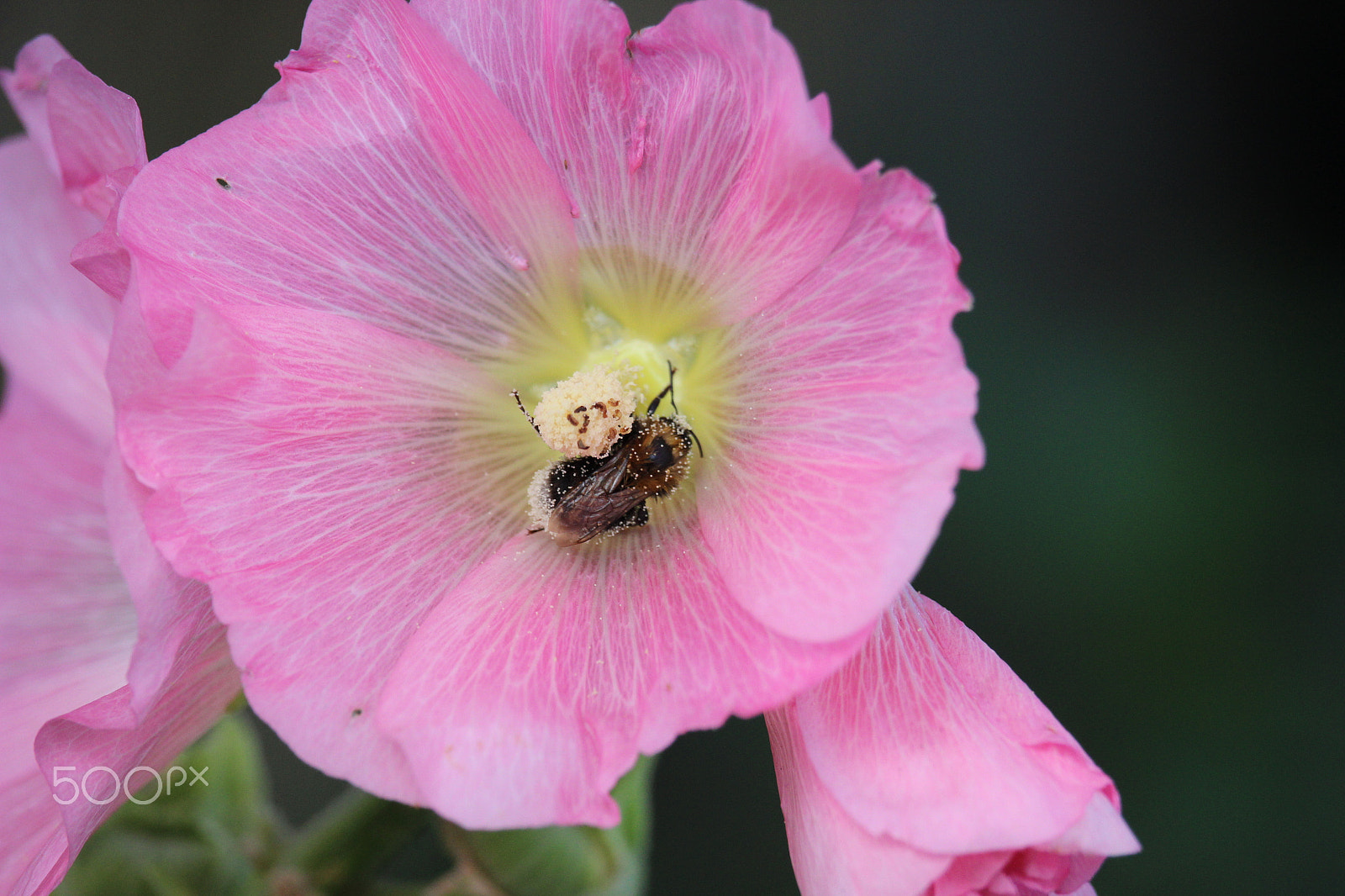 Canon EF-S 55-250mm F4-5.6 IS STM sample photo. The pink and the bee photography