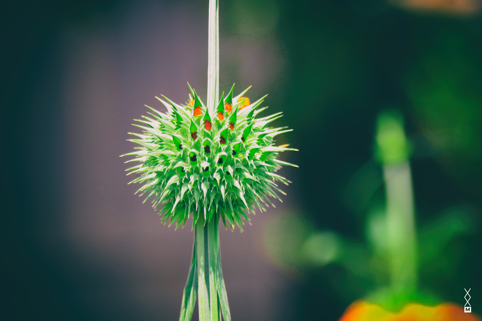 Sigma 18-250mm F3.5-6.3 DC OS HSM sample photo. Green pod photography