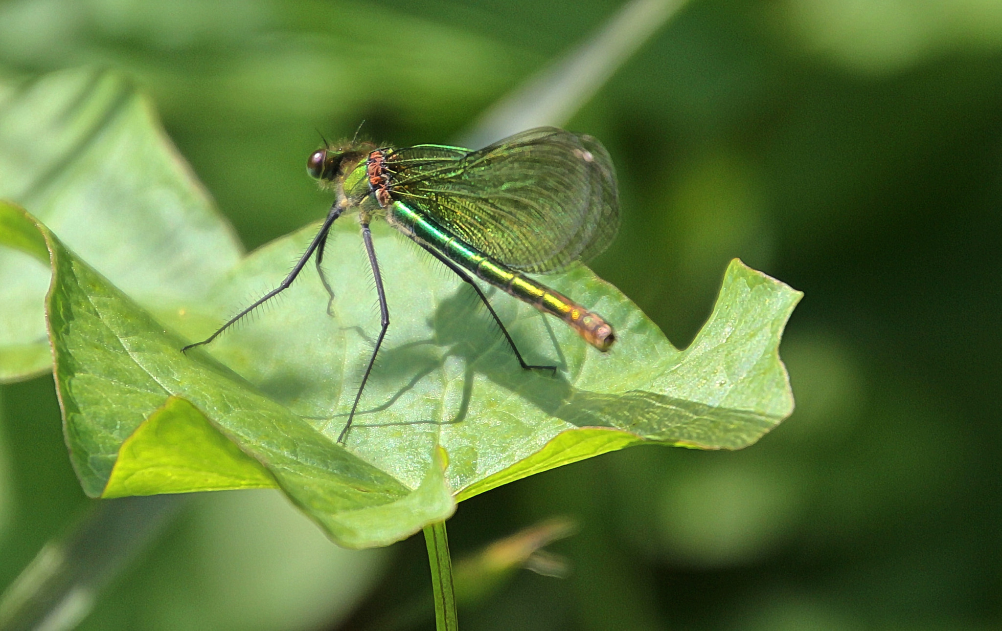Canon EOS 60D sample photo. Gebänderte prachtlibelle - calopteryx splendens photography