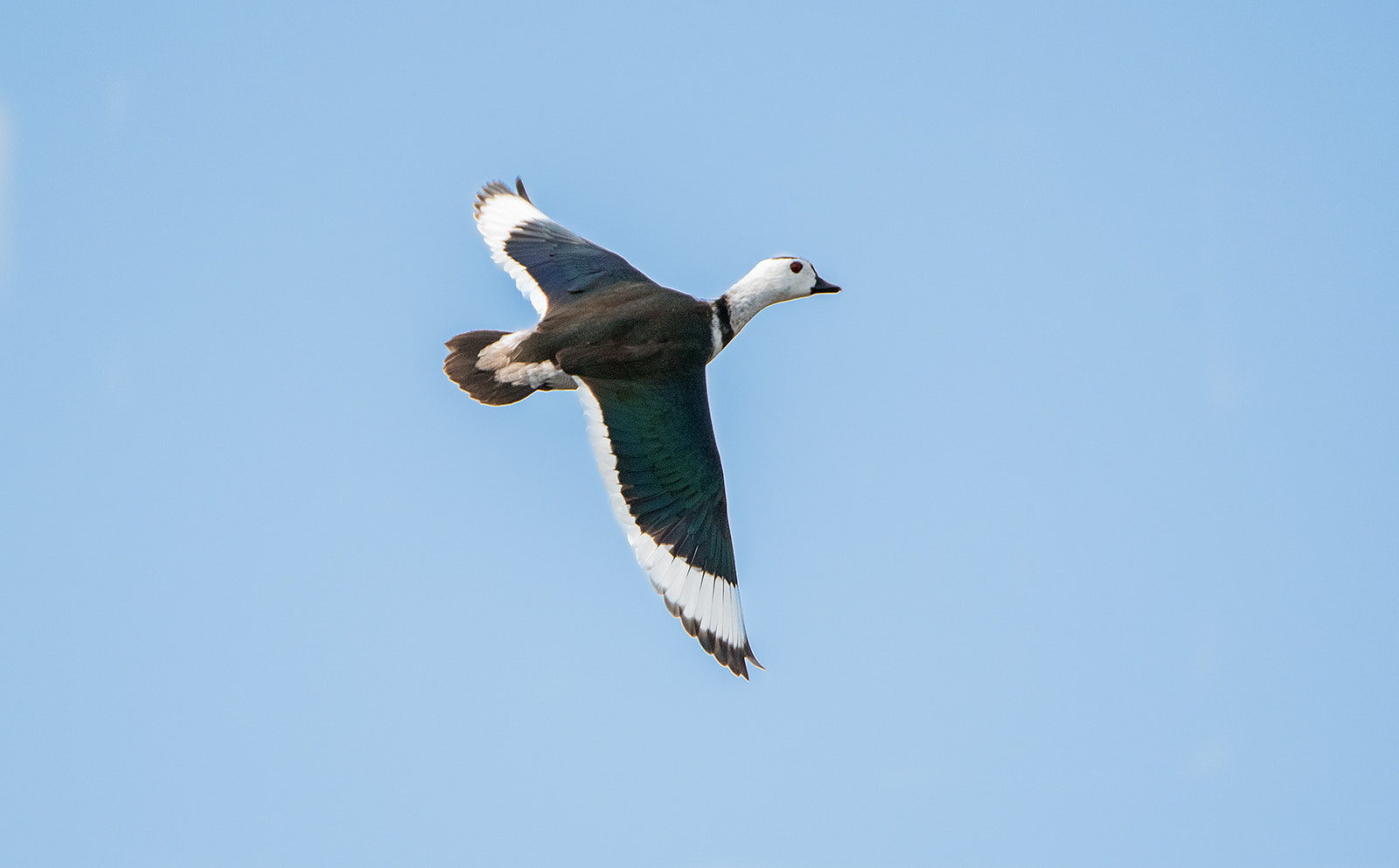 Nikon D500 sample photo. Cotton pygmy goose photography