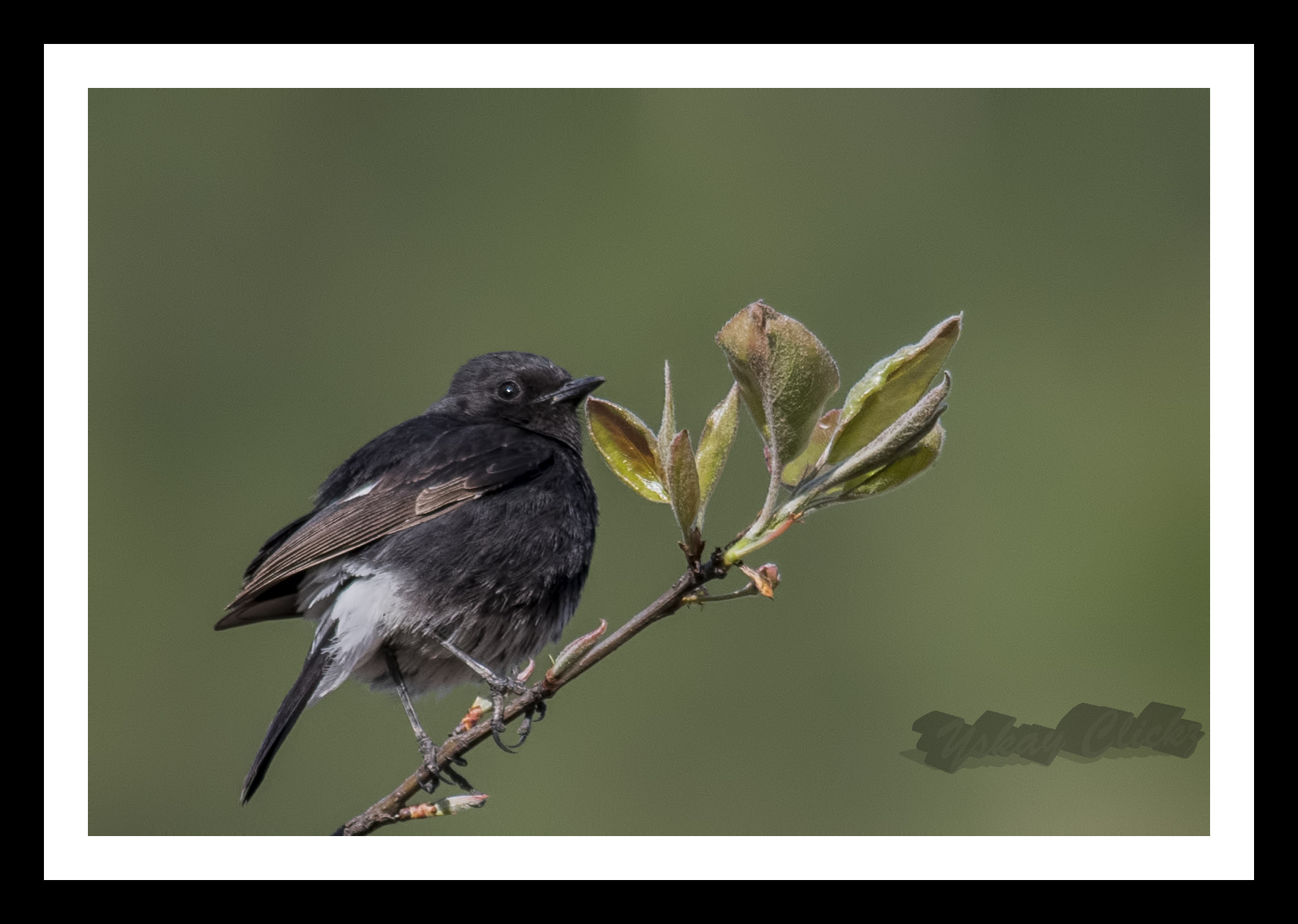 Nikon D500 + Nikon AF-S Nikkor 300mm F4D ED-IF sample photo. Birds & animals photography