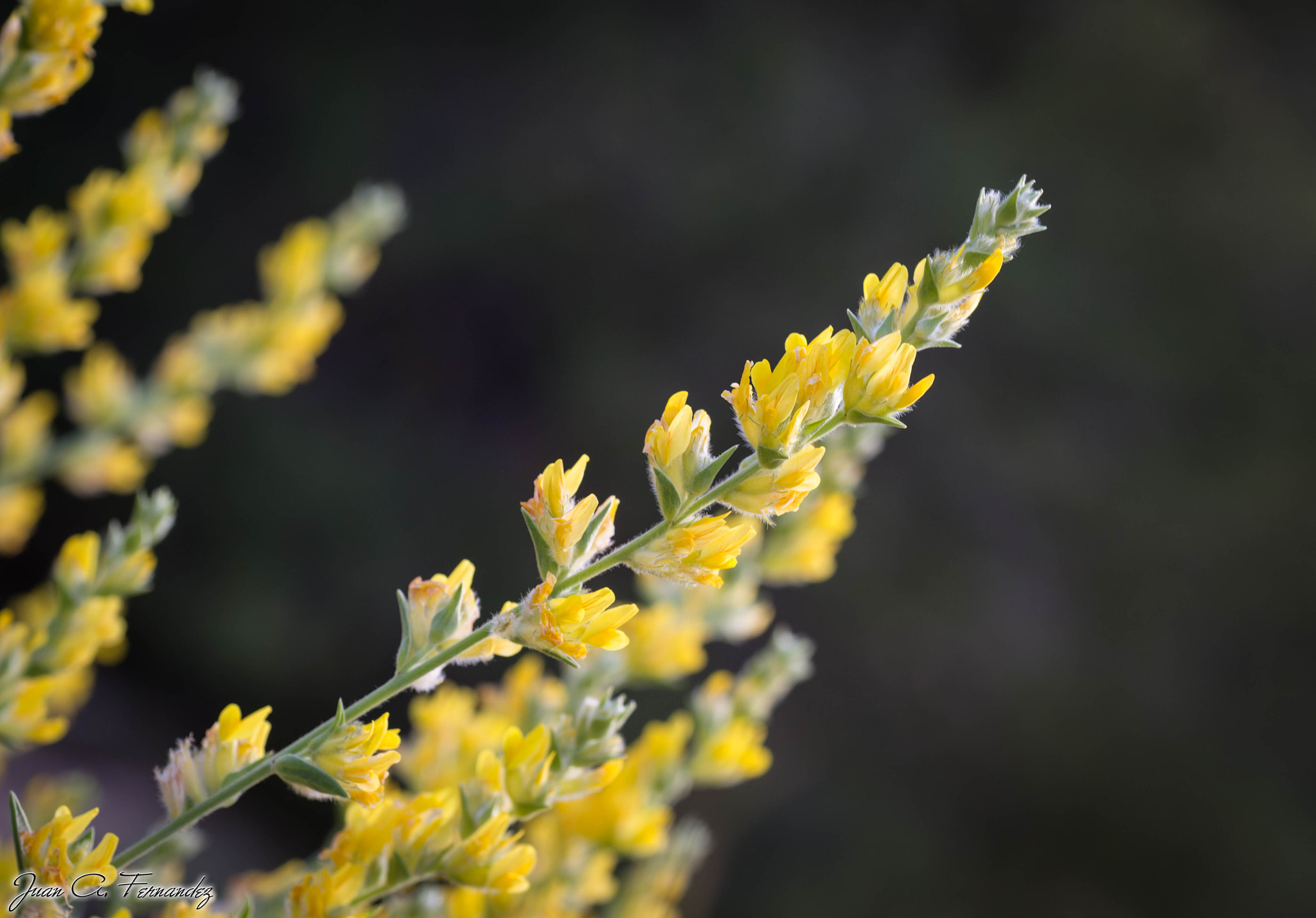 Nikon D610 sample photo. Yellow flower photography