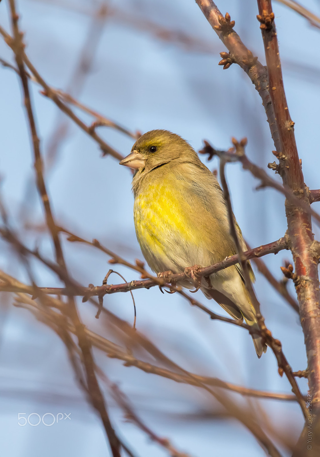 Canon EOS 60D + Canon EF 100-400mm F4.5-5.6L IS USM sample photo. Greenfinch (carduelis chloris) photography