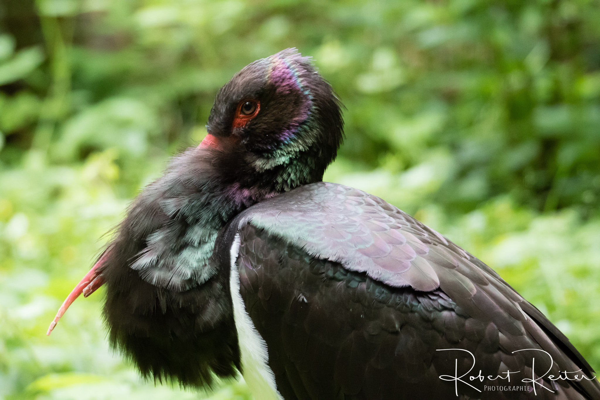 150-600mm F5-6.3 DG OS HSM | Sports 014 sample photo. Black stork photography