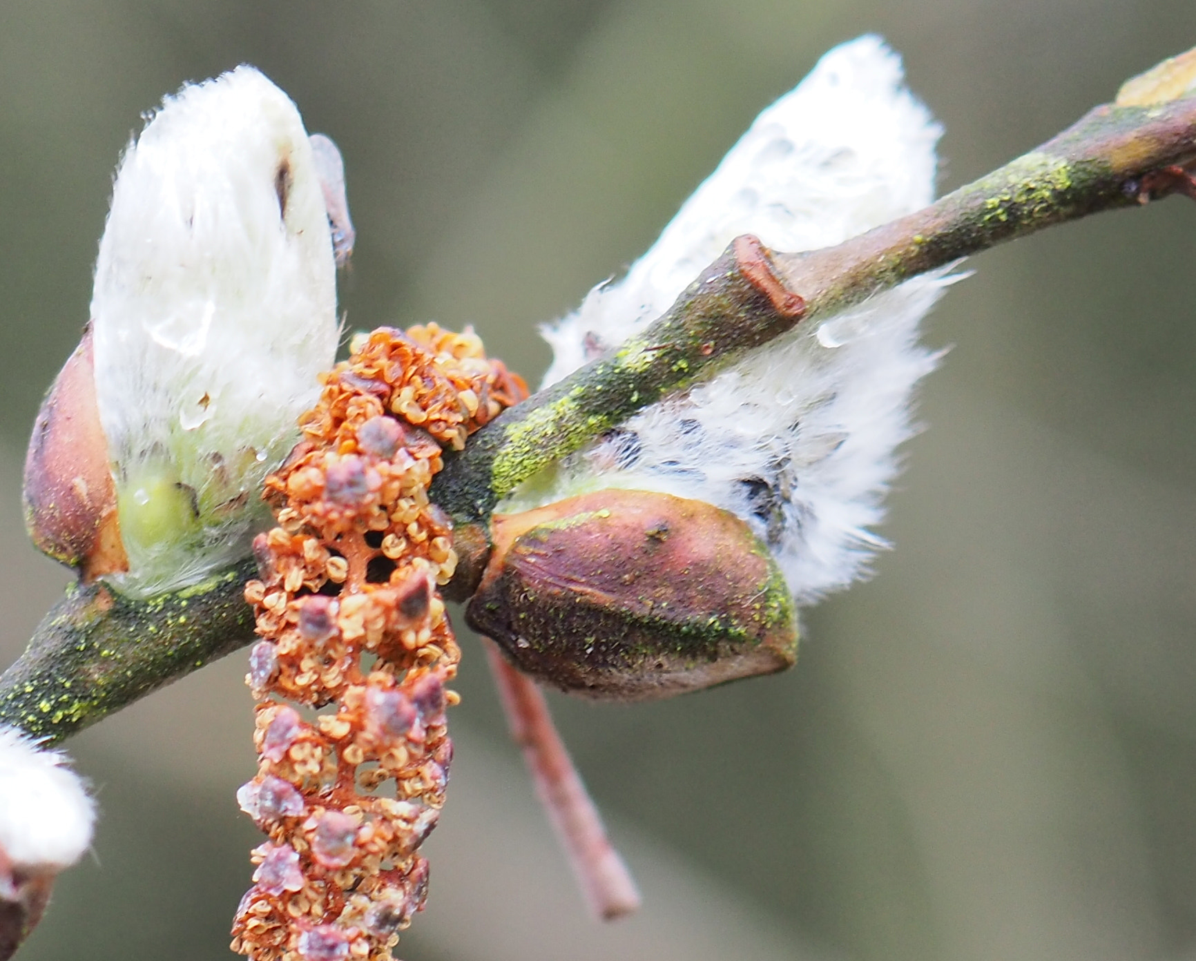 Olympus OM-D E-M5 II + Olympus M.Zuiko Digital ED 30mm F3.5 Macro sample photo. Spring messengers photography