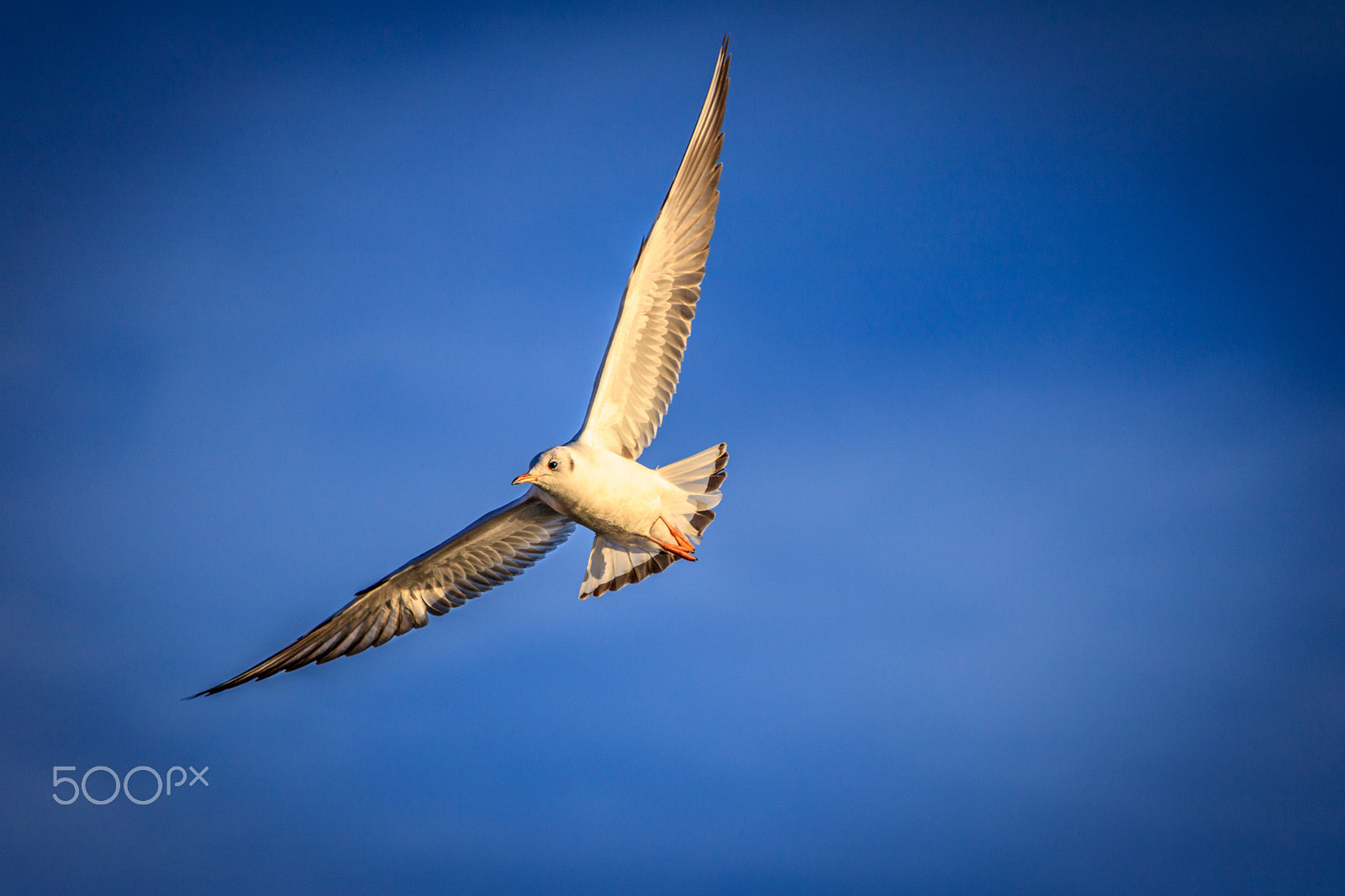 Canon EF-S 55-250mm F4-5.6 IS STM sample photo. The flying seagull 1 photography