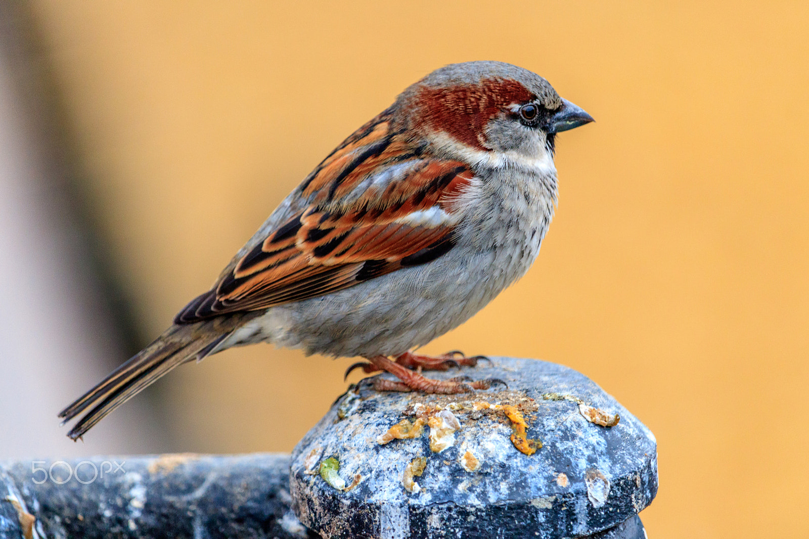 Canon EF-S 55-250mm F4-5.6 IS STM sample photo. Sparrow photography