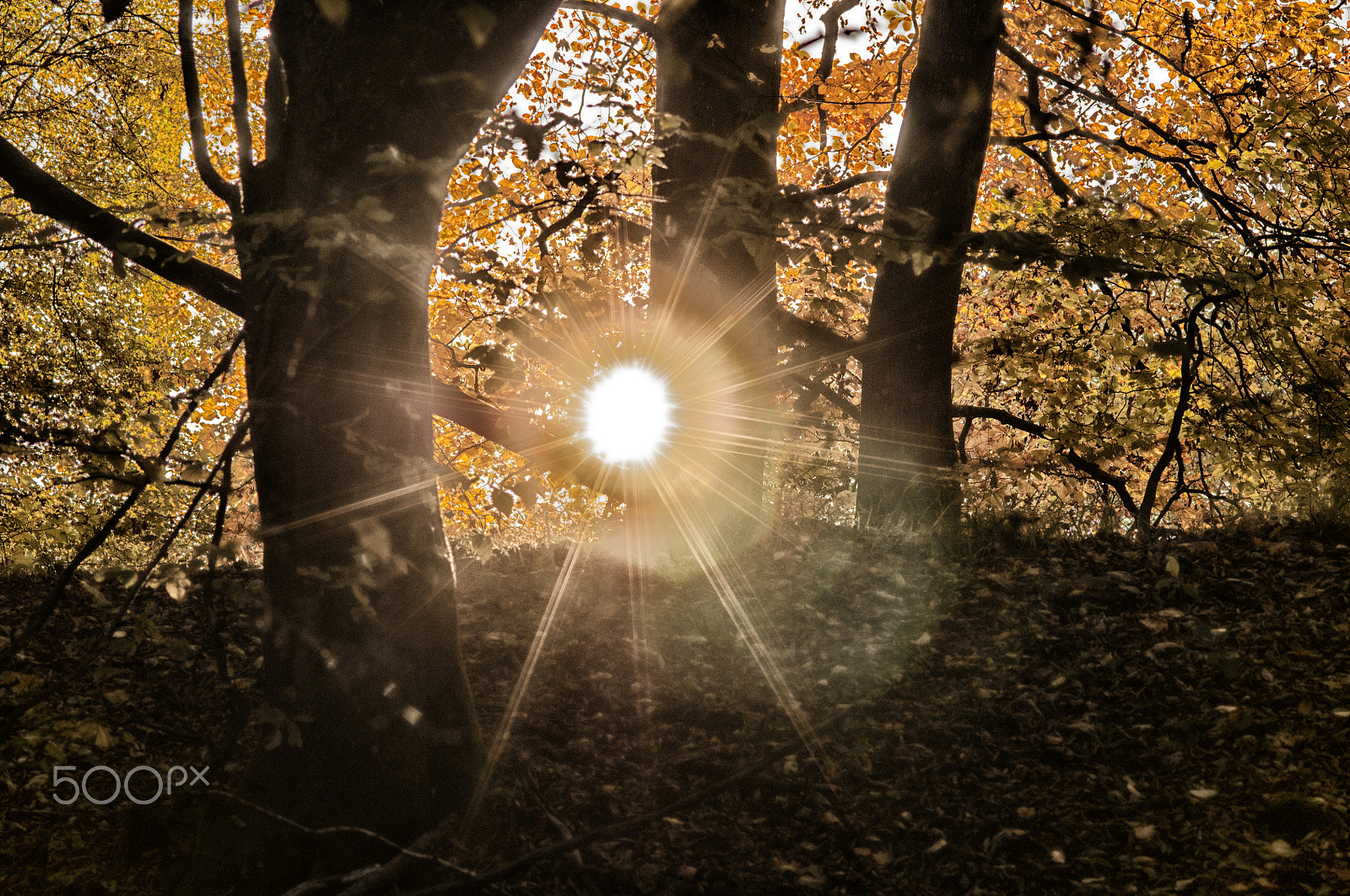 Nikon AF-S Micro-Nikkor 105mm F2.8G IF-ED VR sample photo. Mystic moments photography