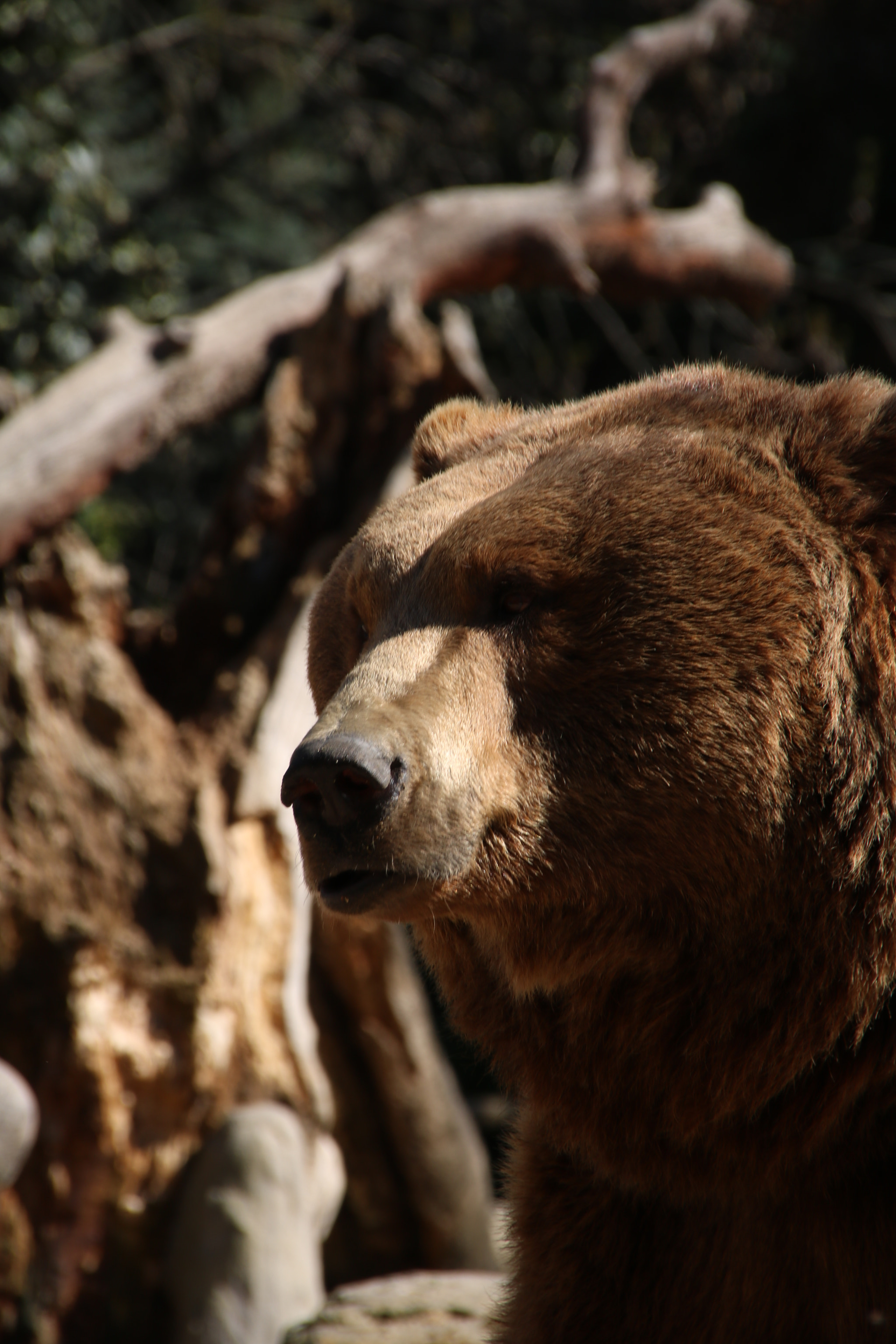 Sigma 18-250mm F3.5-6.3 DC OS HSM sample photo. Bear photography