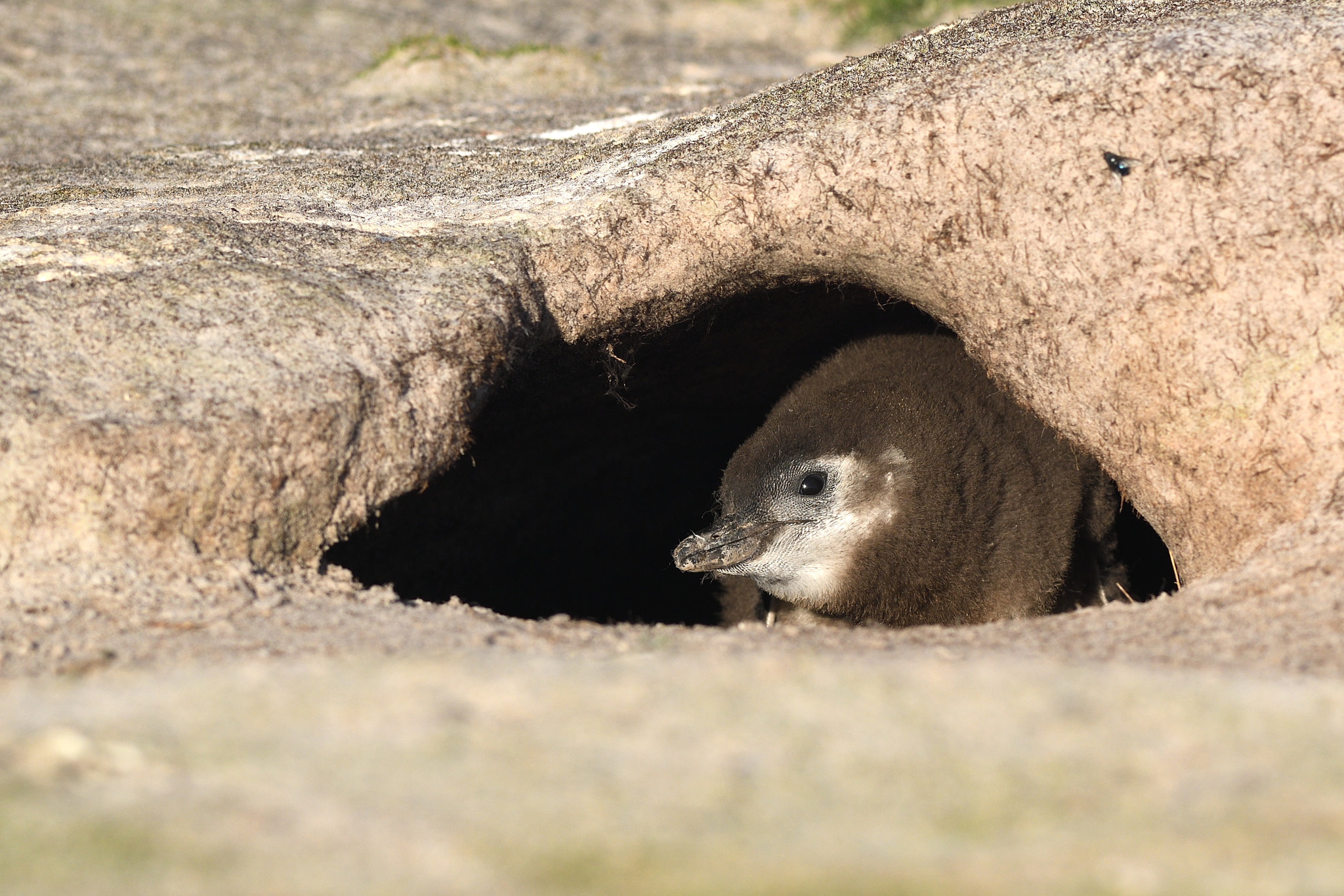 Nikon AF-S Nikkor 300mm F2.8G ED VR II sample photo. Magellanic penguin chick photography