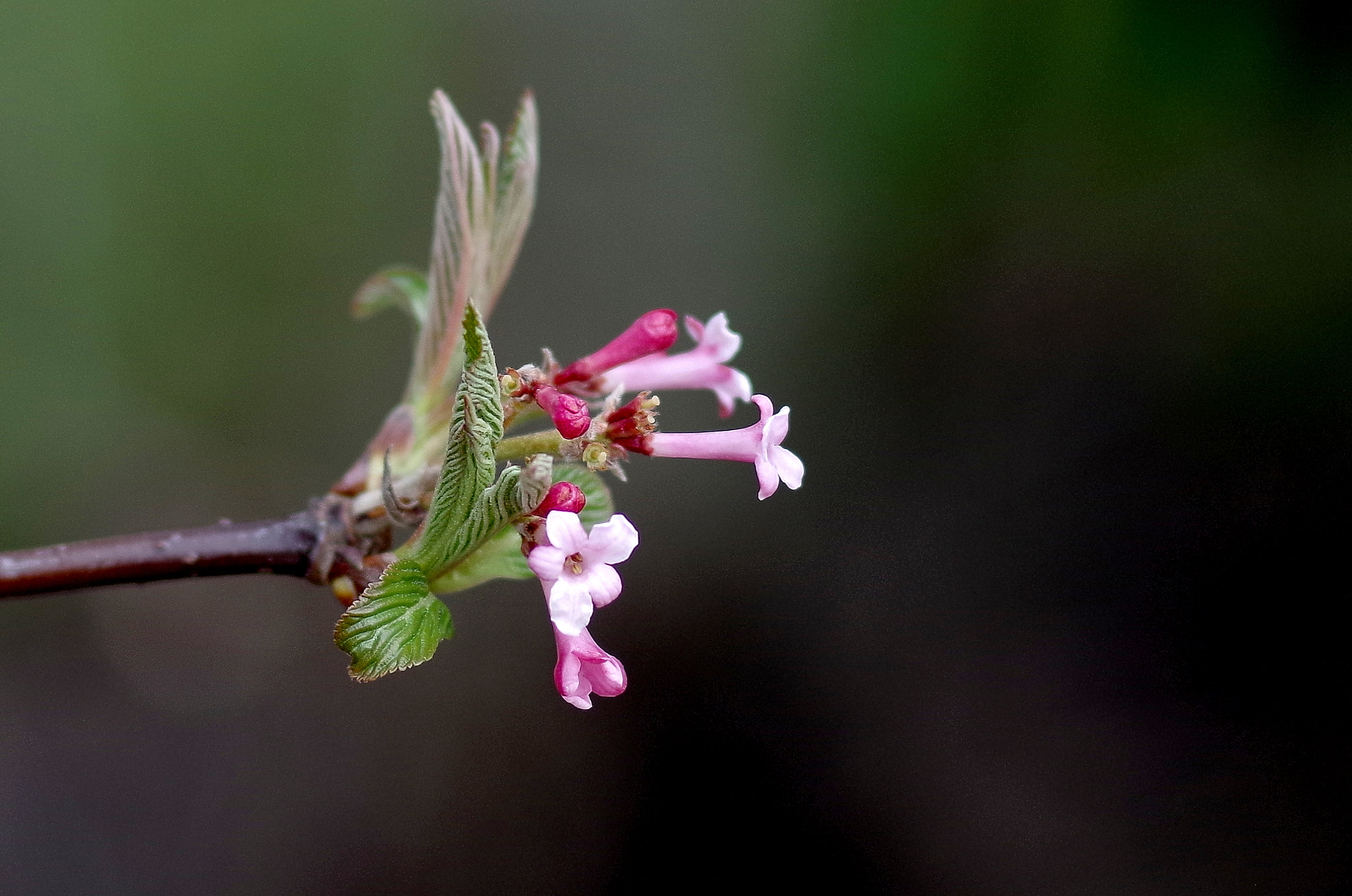 Pentax K-30 sample photo. Spring photography