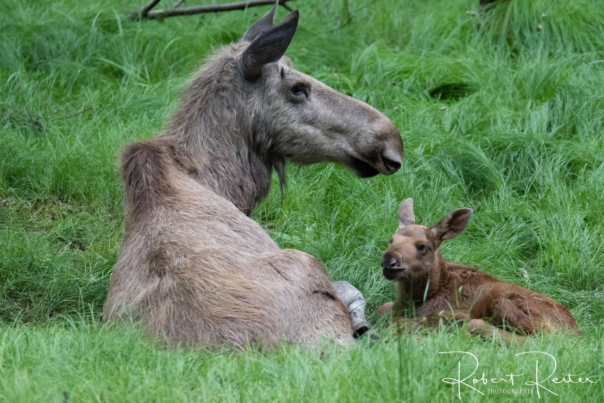 Canon EOS 7D Mark II sample photo. Moose with cub photography