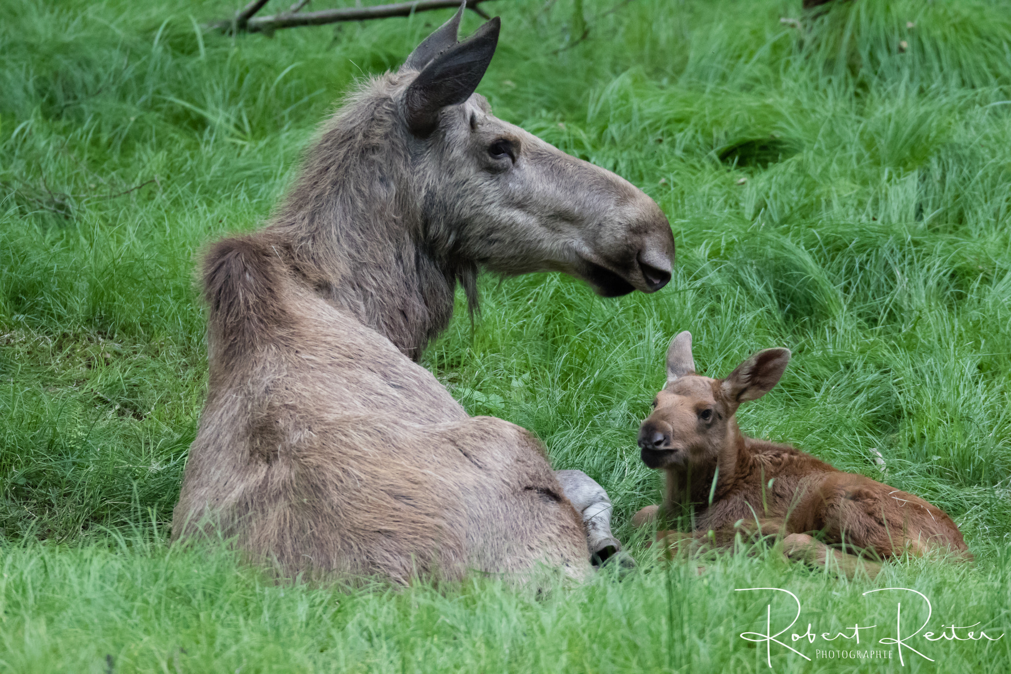 150-600mm F5-6.3 DG OS HSM | Sports 014 sample photo. Moose with cub photography