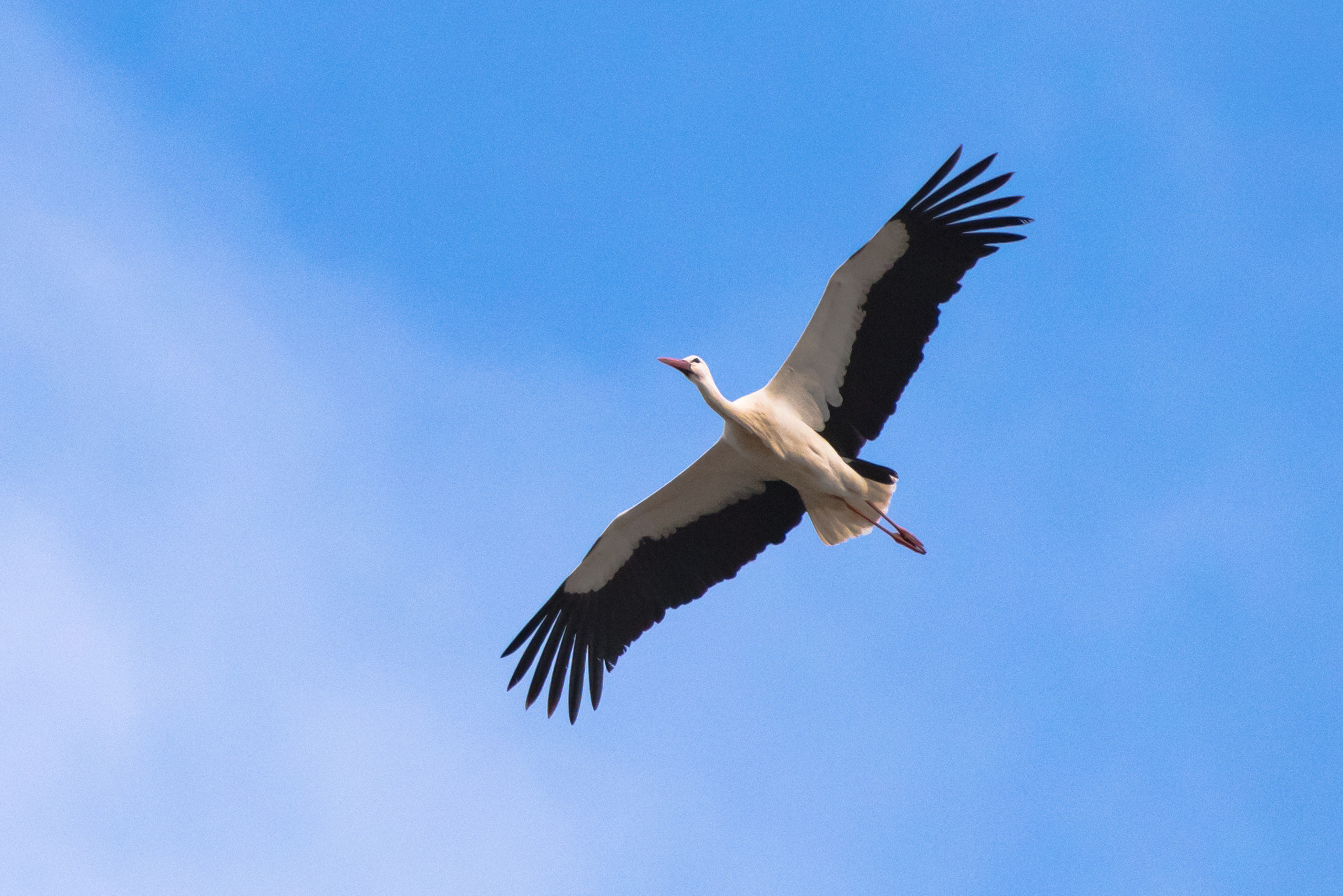 Nikon AF-S Nikkor 200-500mm F5.6E ED VR sample photo. Majestätisch photography