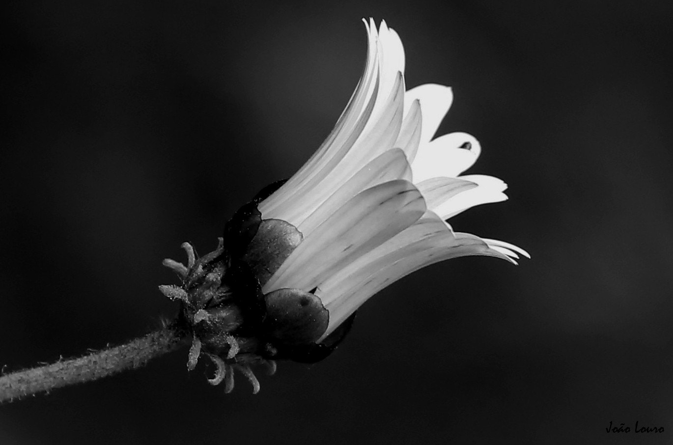 Canon EF 100-400mm F4.5-5.6L IS USM sample photo. Flower photography