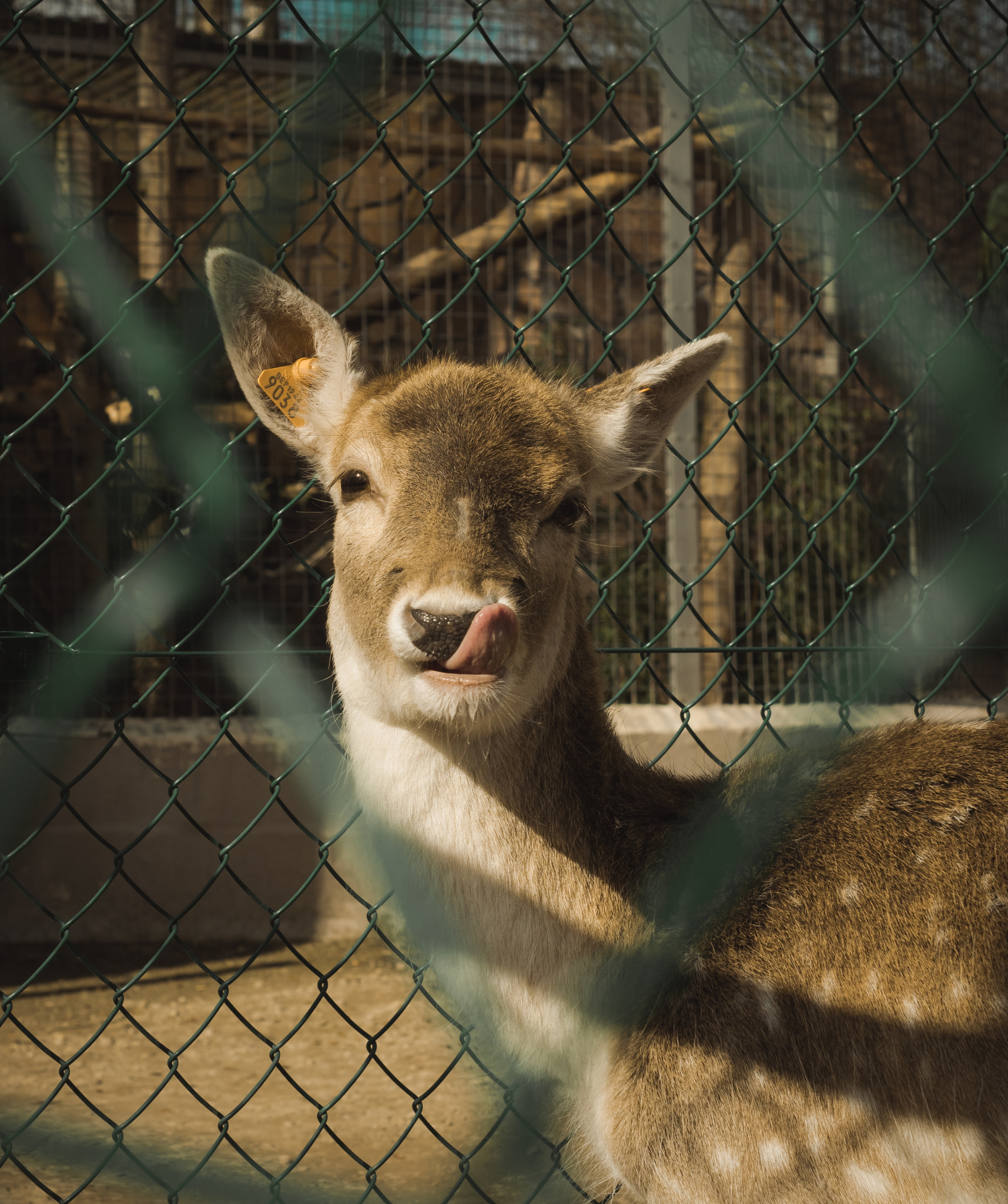 Nikon AF-S DX Micro Nikkor 40mm F2.8 sample photo. Licky lick... photography