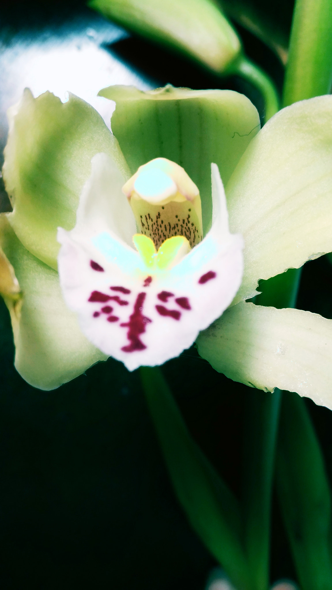 ASUS ZenFone 3 (ZE520KL) sample photo. Orquídea  photography
