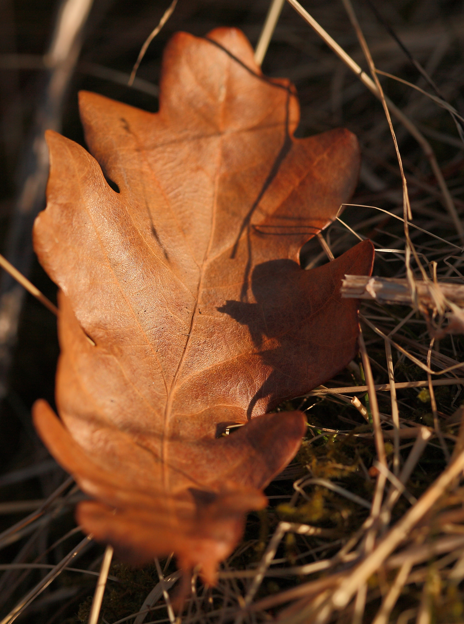 Canon EOS 5D sample photo. Autumn photography