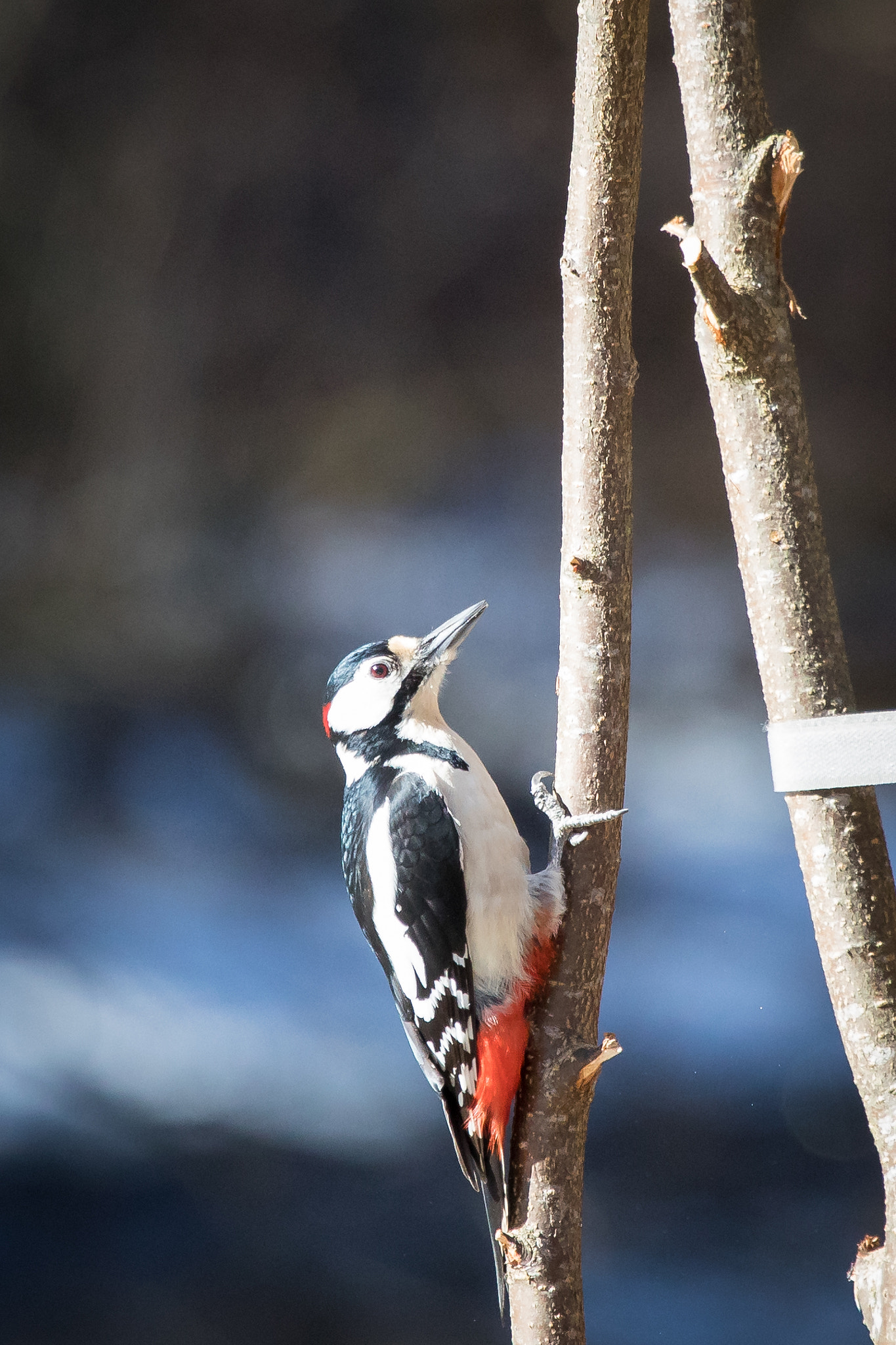 Canon EOS 5D Mark IV + Canon EF 100-400mm F4.5-5.6L IS USM sample photo. Woodpecker photography