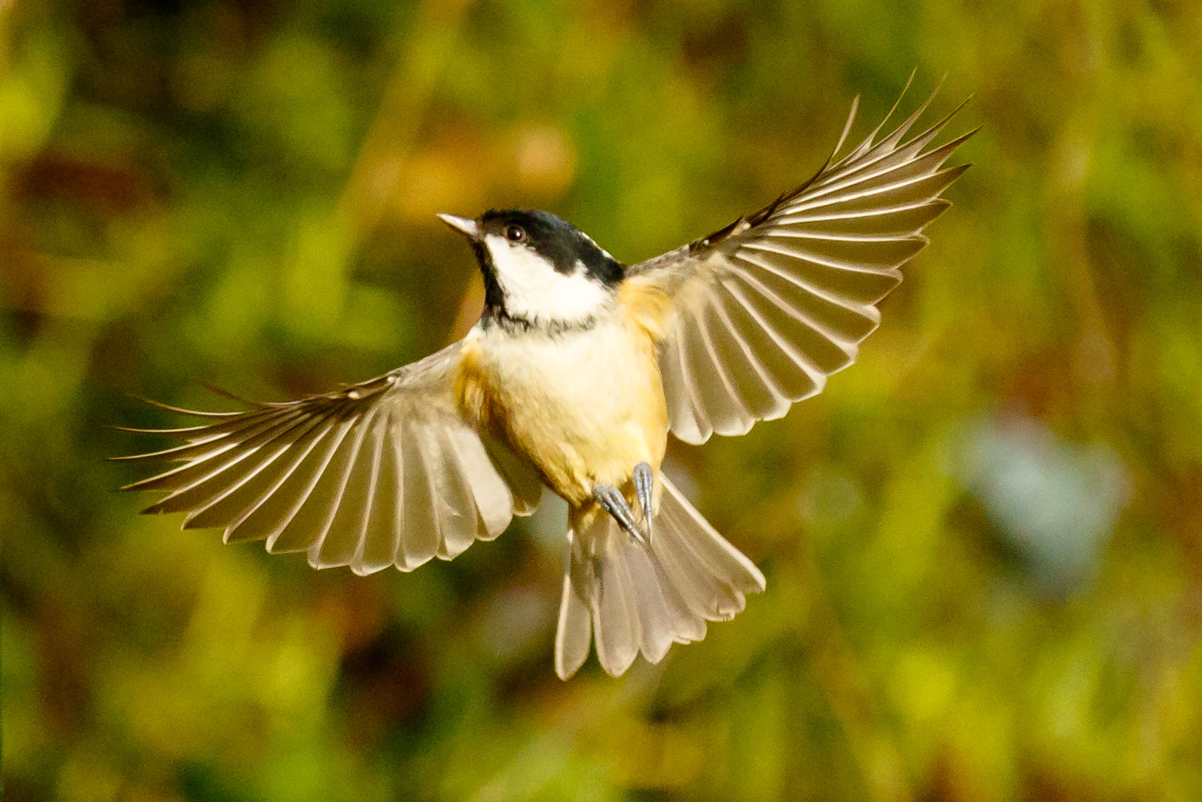 Canon EF 70-300mm F4-5.6L IS USM sample photo. Coal tit photography