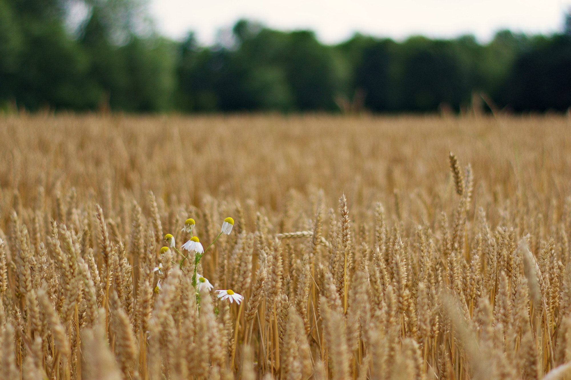 Pentax K-3 + Pentax smc DA 50mm F1.8 sample photo. Rich harvest  photography