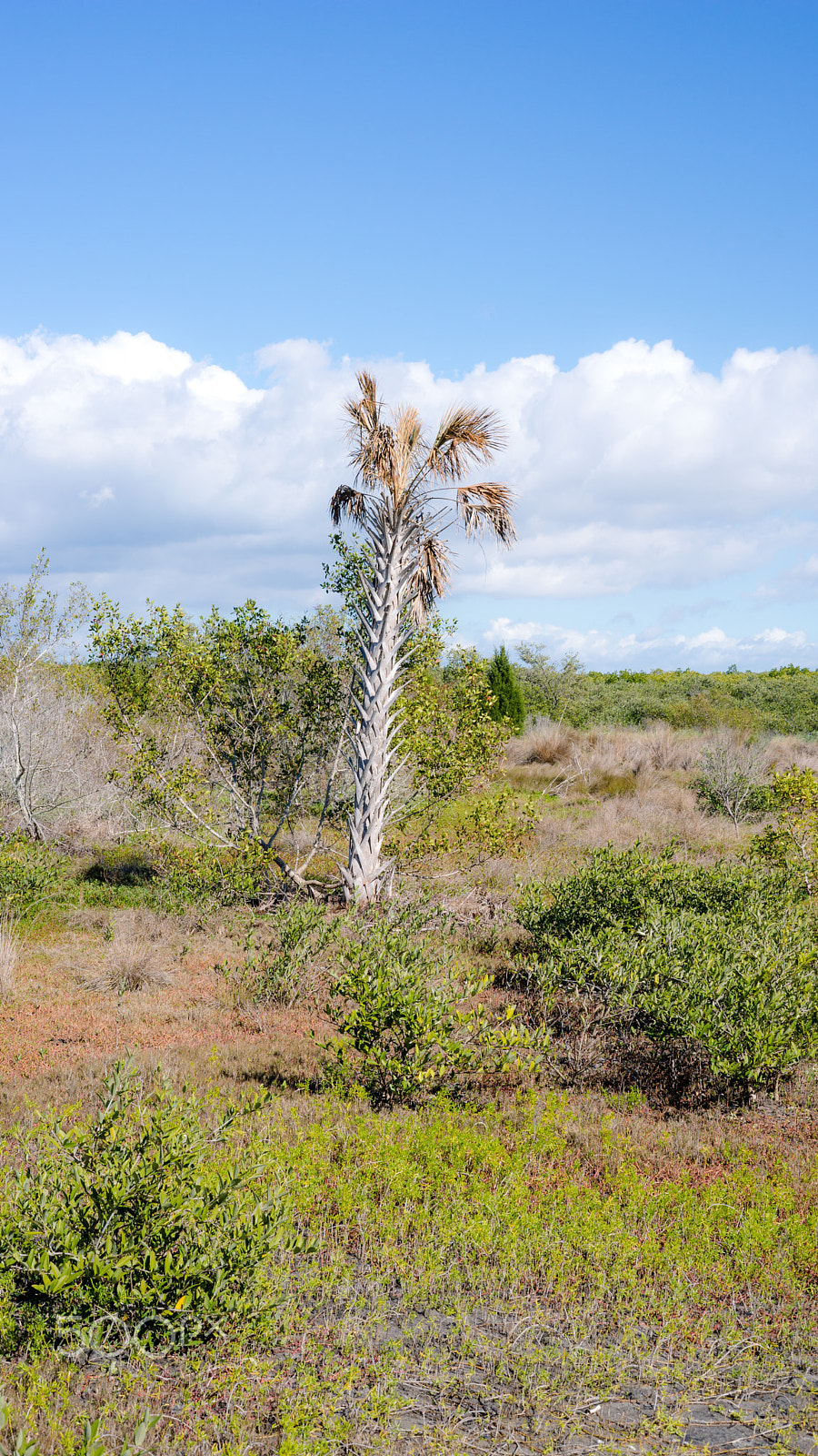 Sony a99 II sample photo. Dsc photography