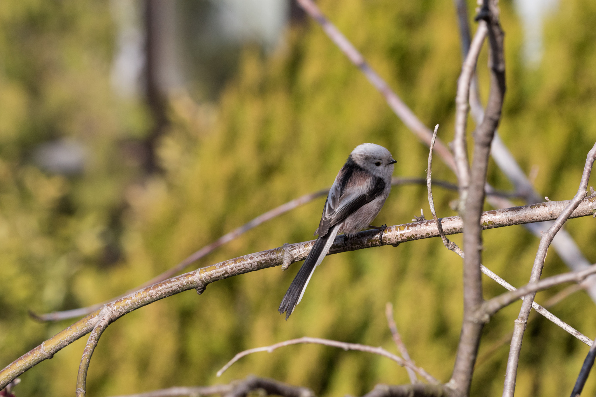 Nikon AF-S Nikkor 200-500mm F5.6E ED VR sample photo. Aegithalos photography