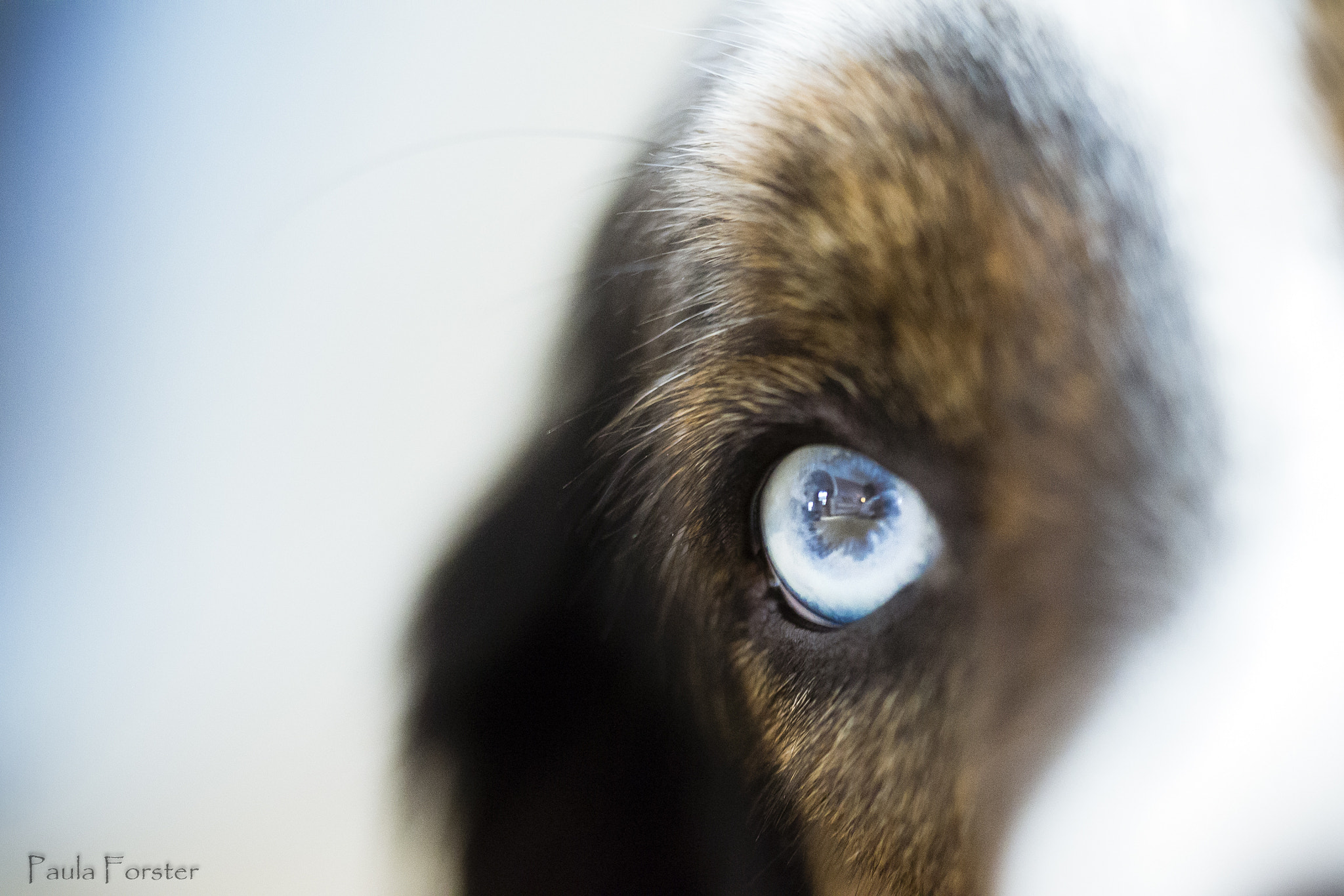 Sigma 150mm F2.8 EX DG OS Macro HSM sample photo. The blue eyed meg photography