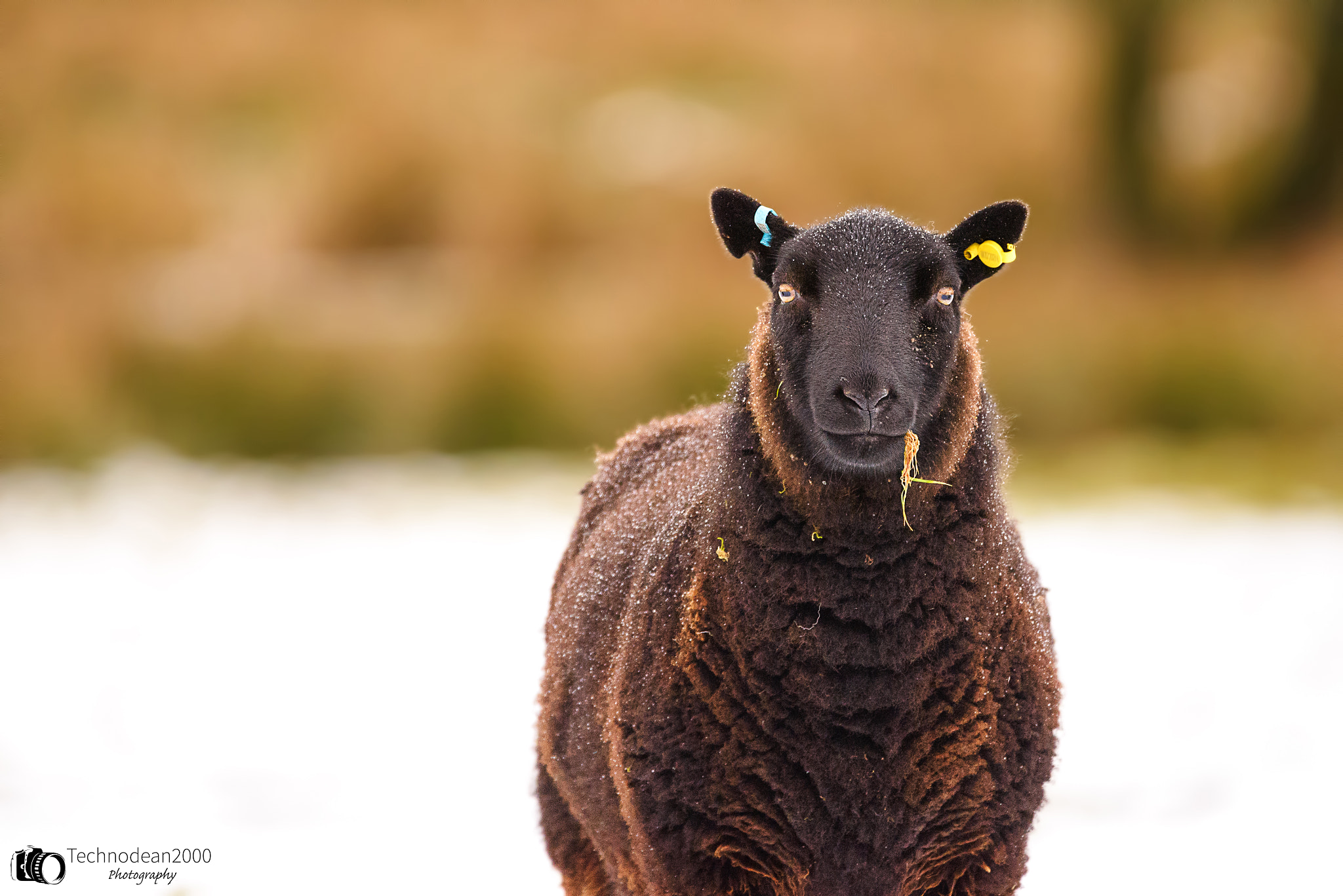 Sigma 150-600mm F5-6.3 DG OS HSM | C sample photo. You've got something stuck in your teeth photography