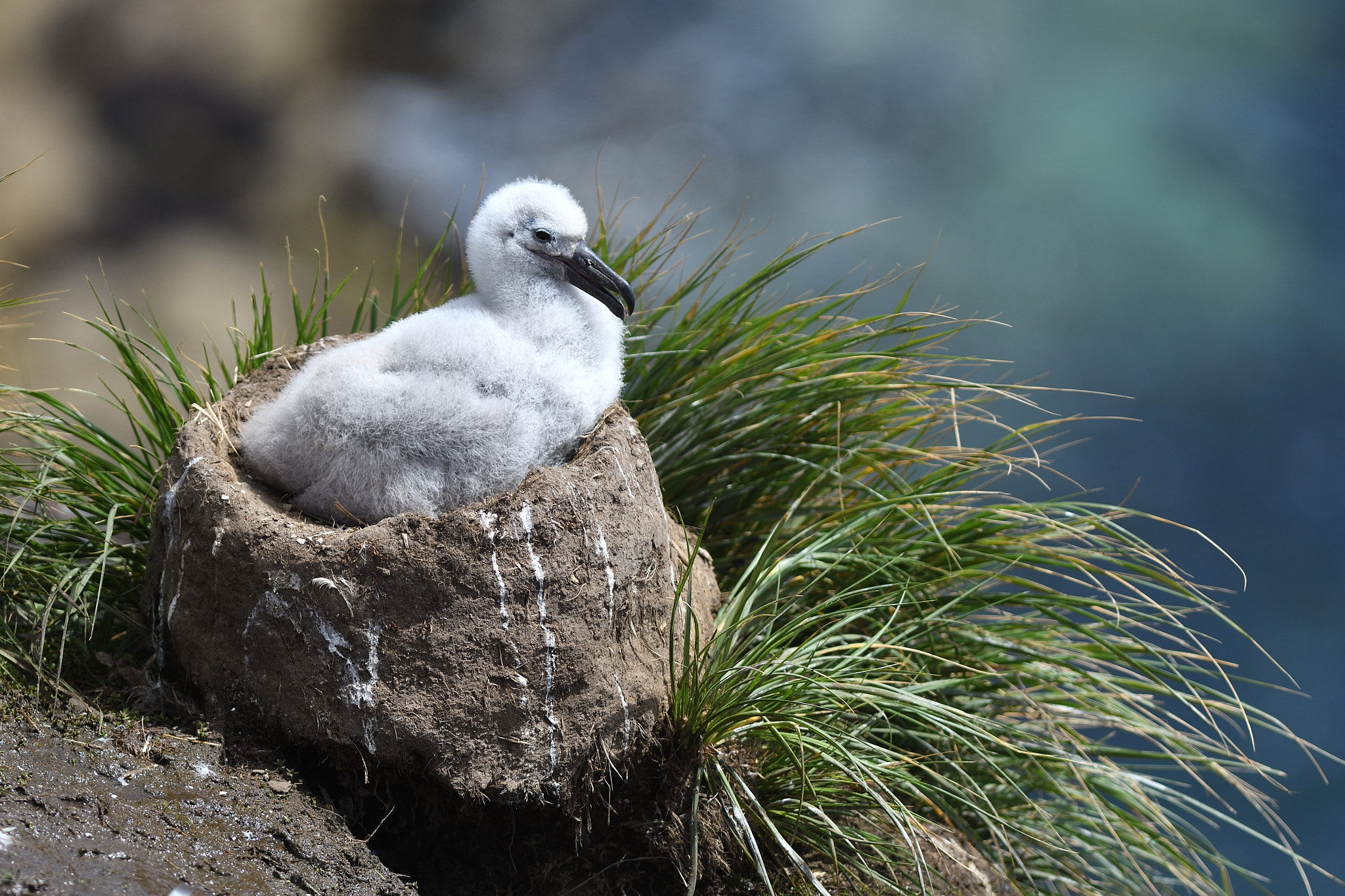 Nikon D500 + Nikon AF-S Nikkor 300mm F2.8G ED VR II sample photo. Black-browed albatross chick photography