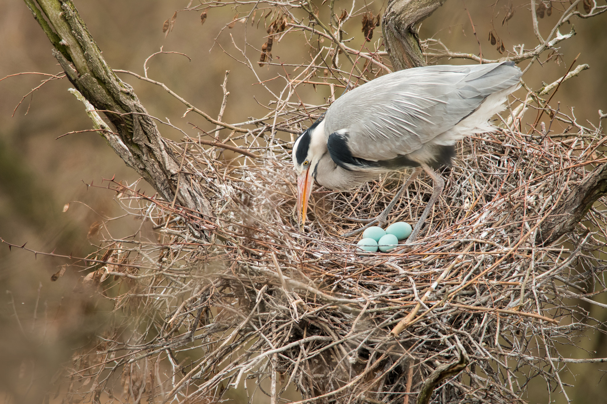 Nikon D500 + Nikon AF-S Nikkor 300mm F4D ED-IF sample photo. Four eggs of heron photography
