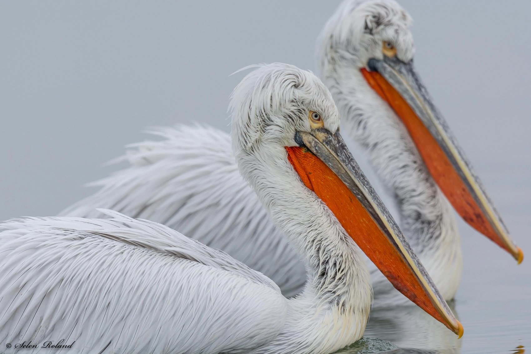 Nikon D7100 sample photo. Kroeskoppelikanen -dalmatian pelican photography