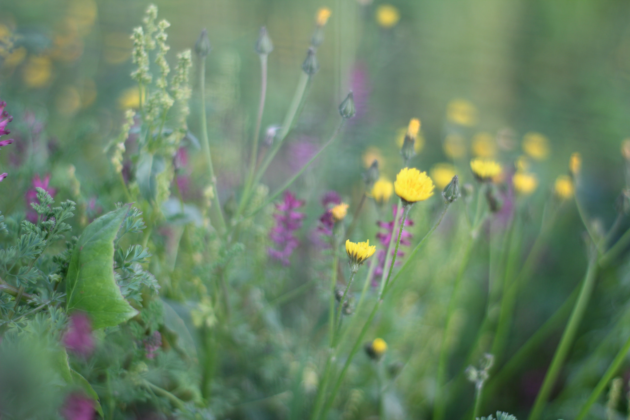 Canon 50mm sample photo. Painting photography
