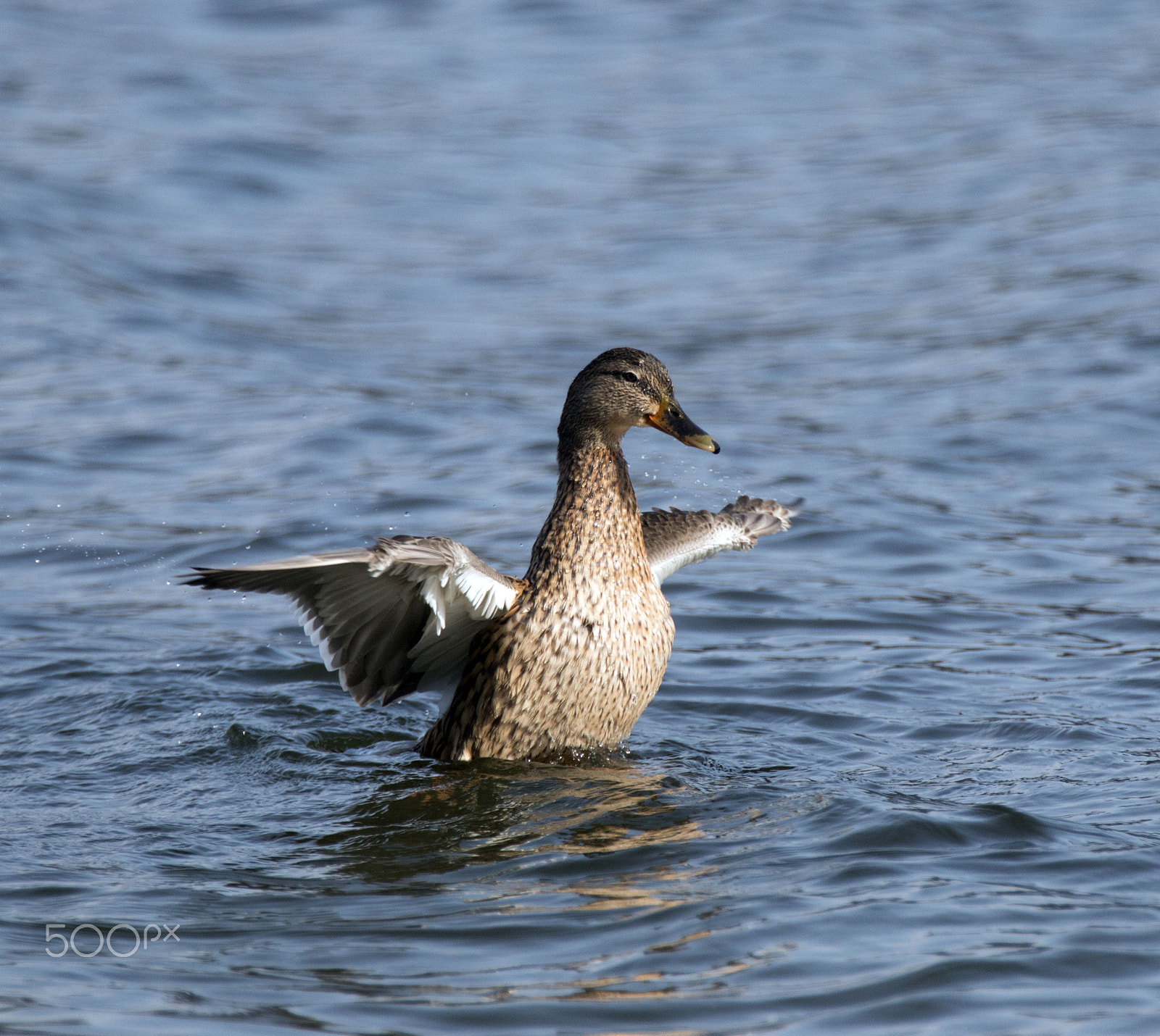 Canon EOS 70D + Canon EF 70-200mm F2.8L IS II USM sample photo. Ente photography