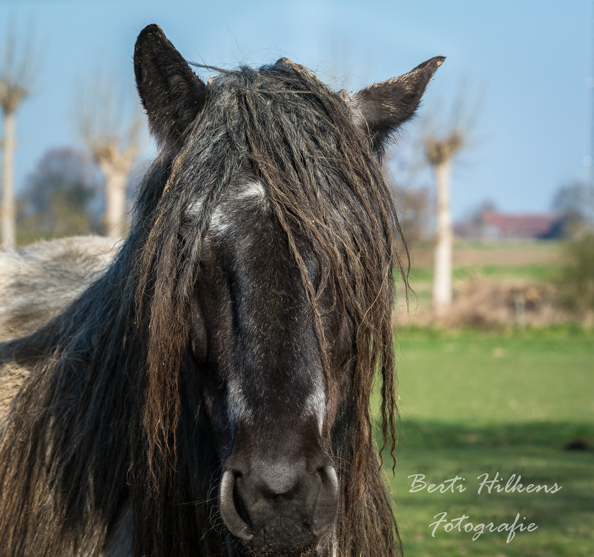 Tamron SP 70-200mm F2.8 Di VC USD sample photo. Horse photography