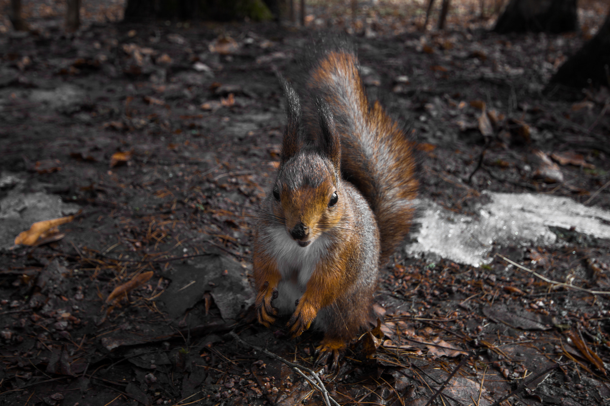 Canon EOS 650D (EOS Rebel T4i / EOS Kiss X6i) + Sigma 10-20mm F4-5.6 EX DC HSM sample photo. Squirrel photography