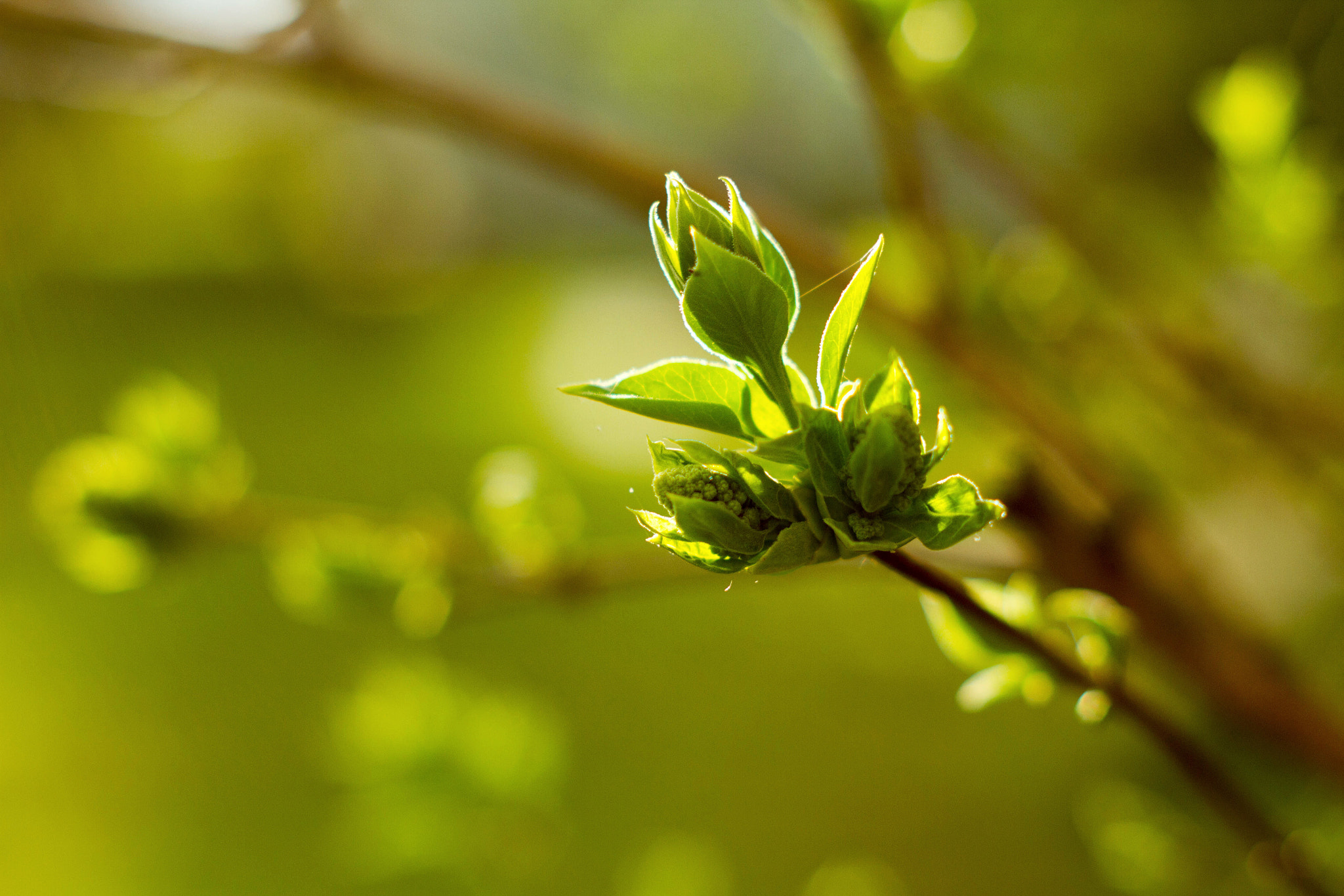 Canon EF 35-80mm f/4-5.6 sample photo. Spring is here photography