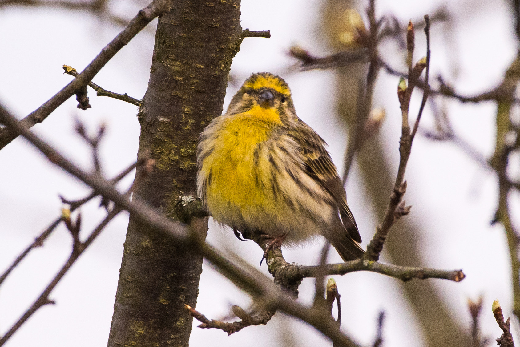 Nikon AF-S Nikkor 200-500mm F5.6E ED VR sample photo. Aufgeblasen photography
