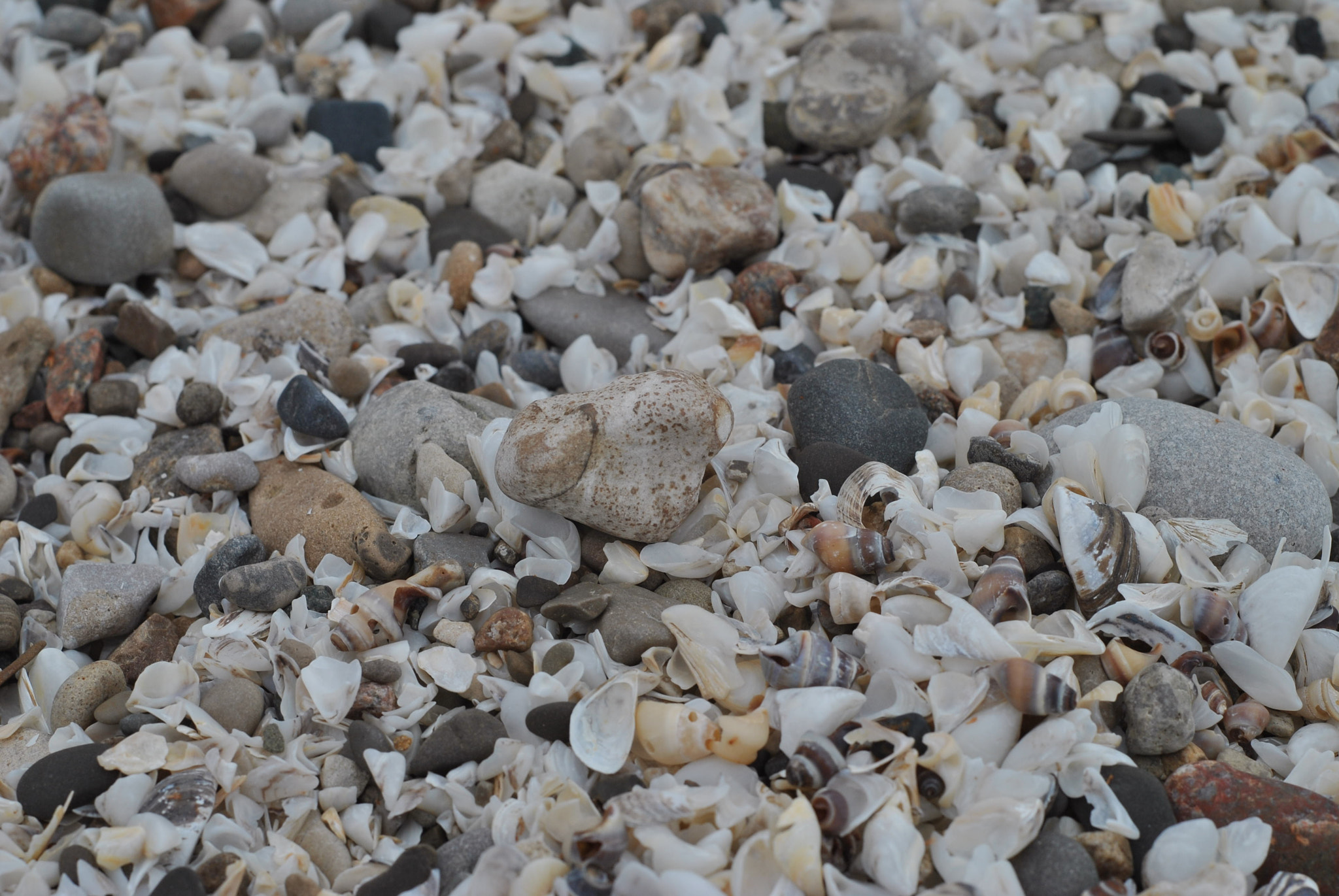 Nikon D3000 + Nikon AF Nikkor 50mm F1.8D sample photo. Lake shells. photography