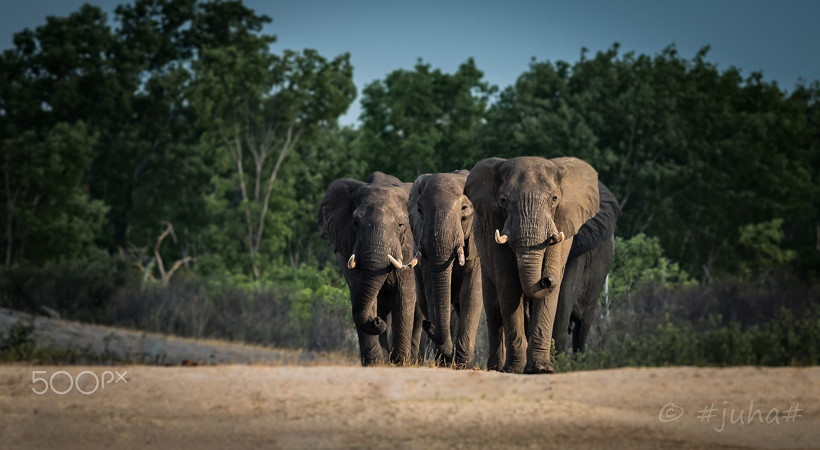 Nikon D810 sample photo. Elephant hawnge np zimbabwe photography
